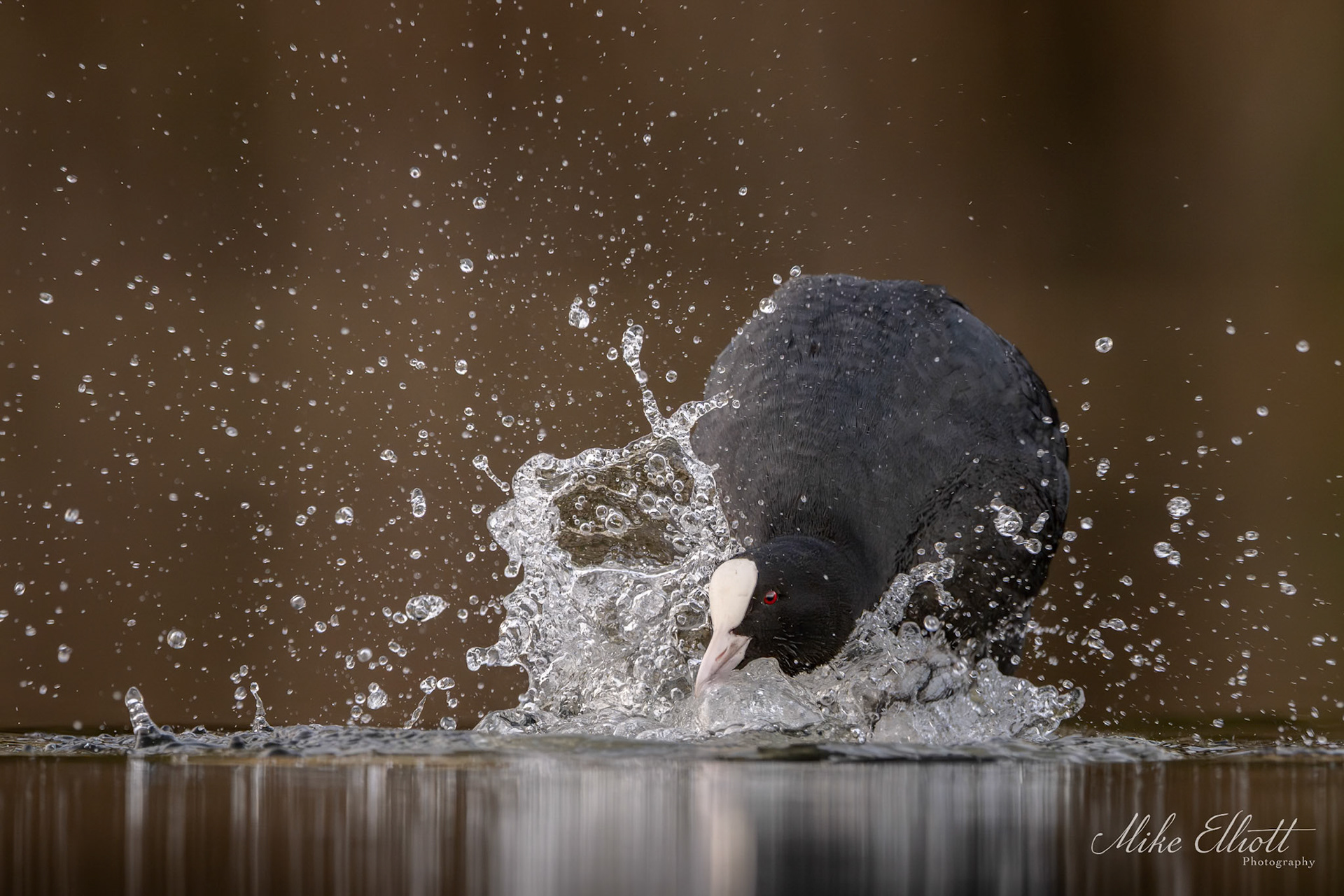 Coot splash
