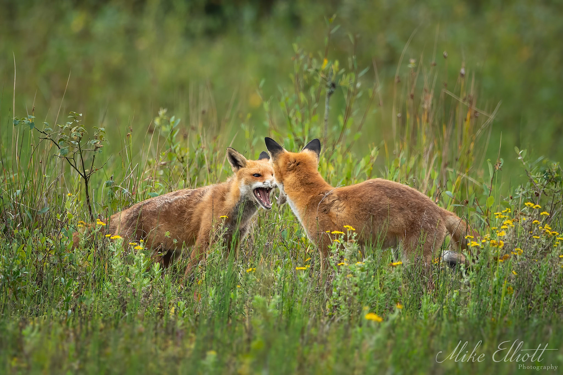 Fox cub play fight