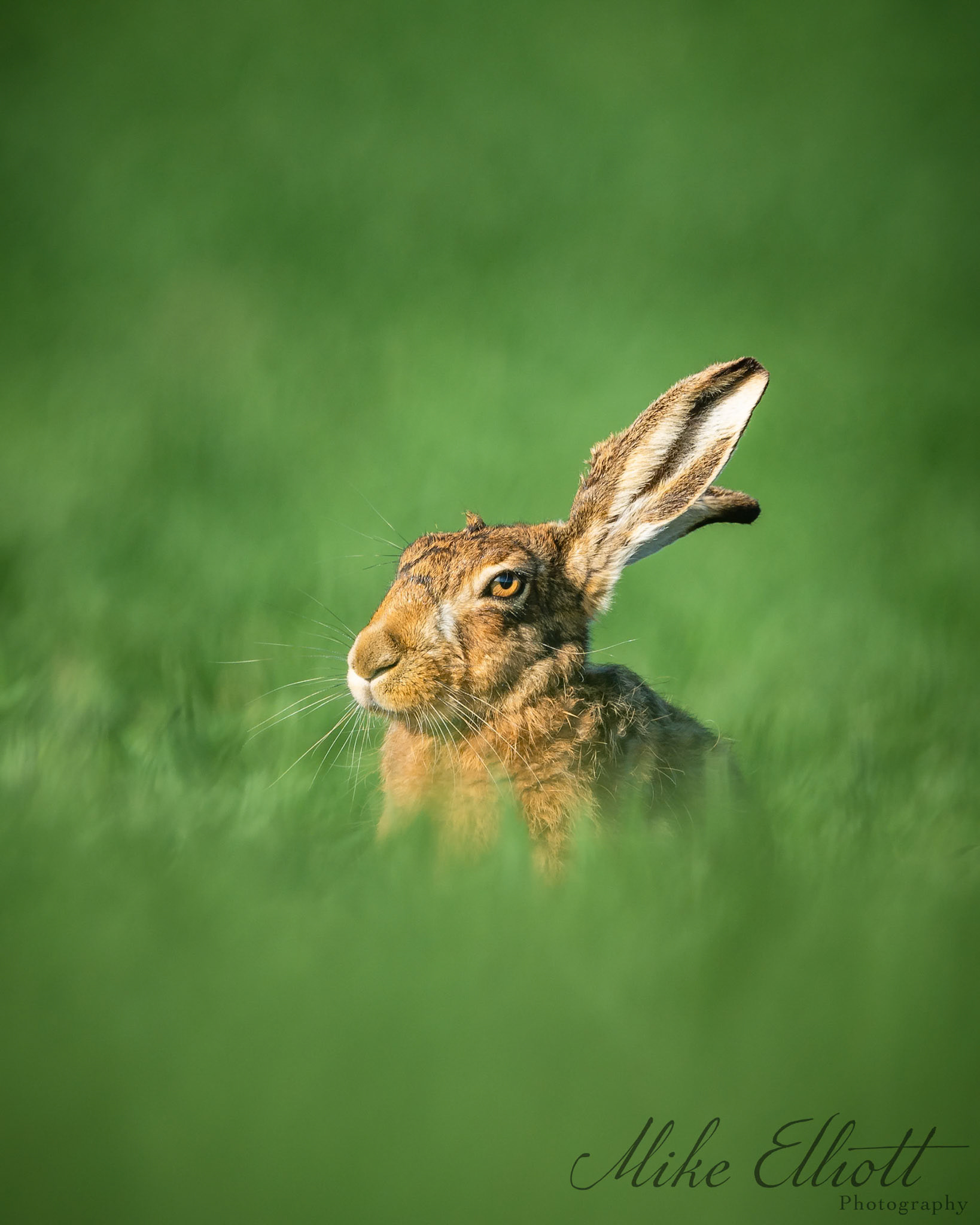 Hare portrait
