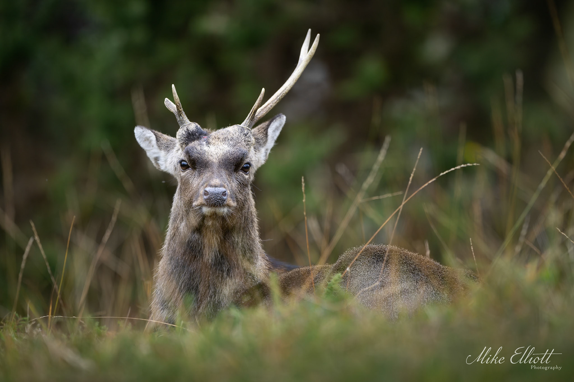 A very tired post rut Sika deer