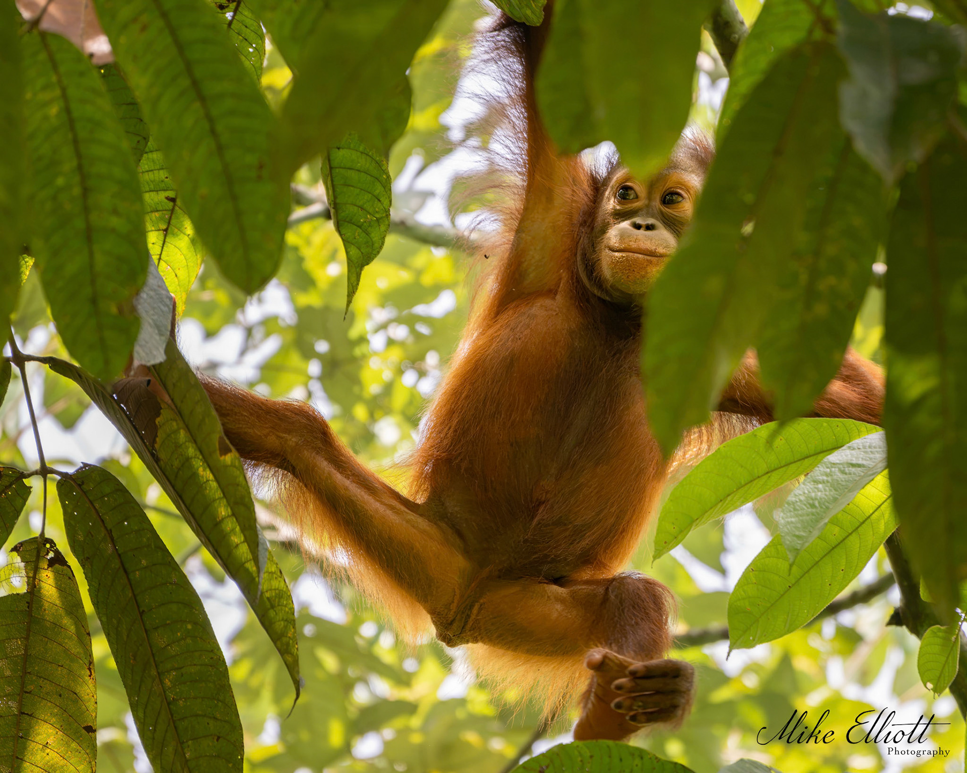 Orangutan youngster