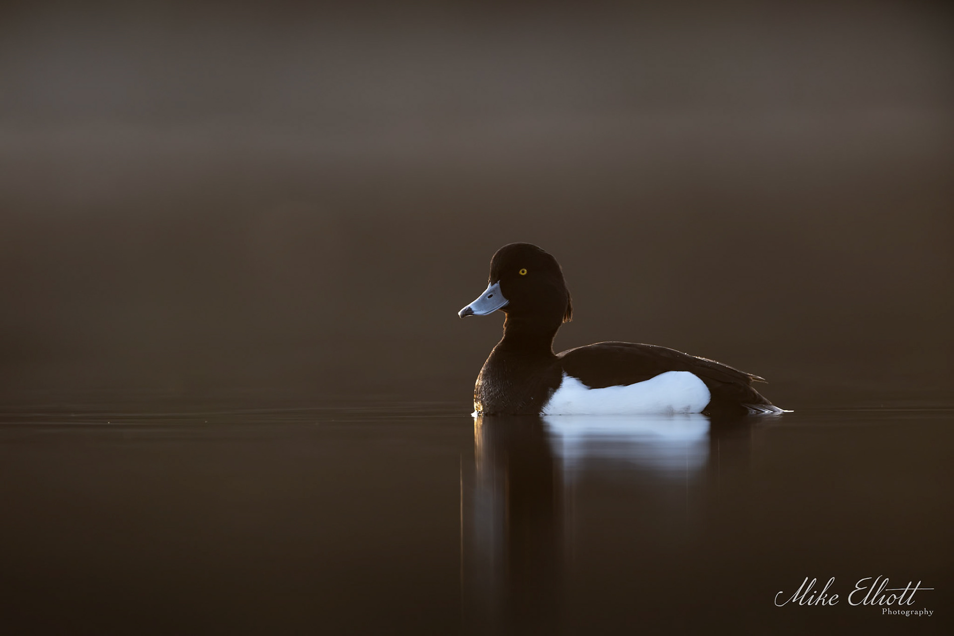 Tufted duck side