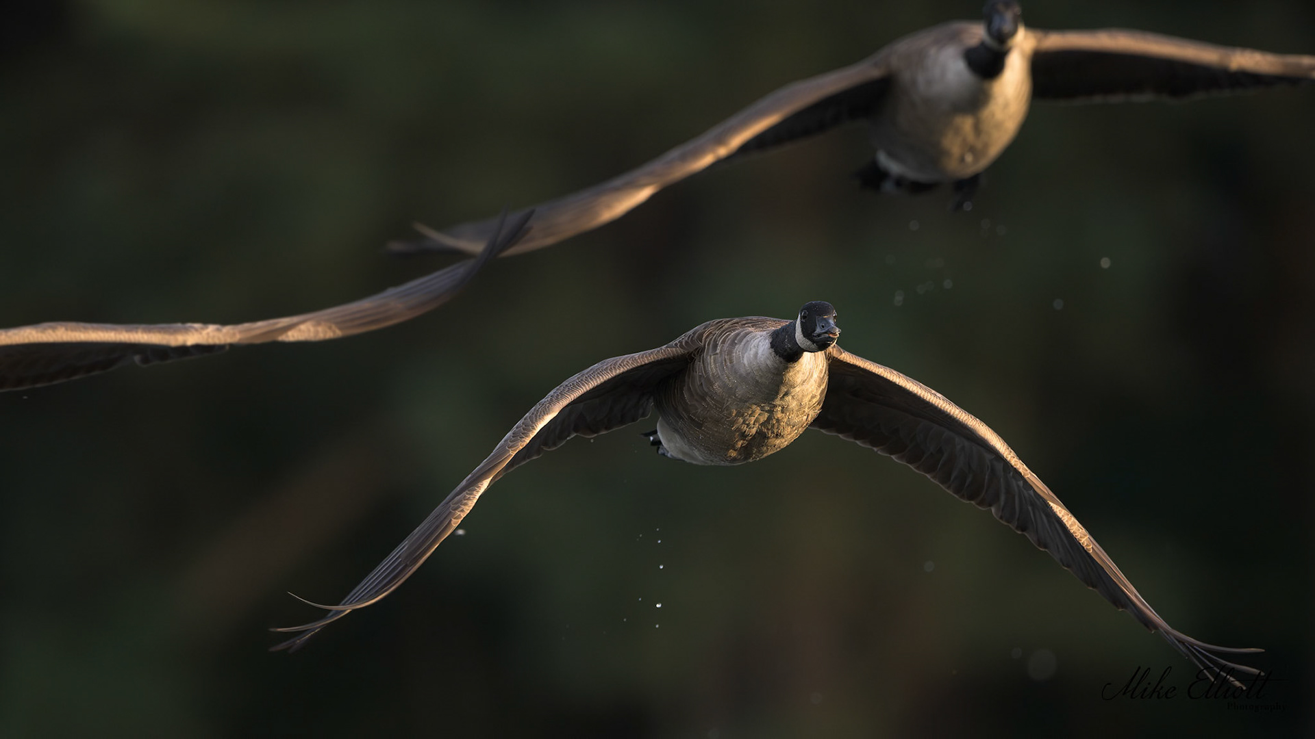 Canada geese in flight