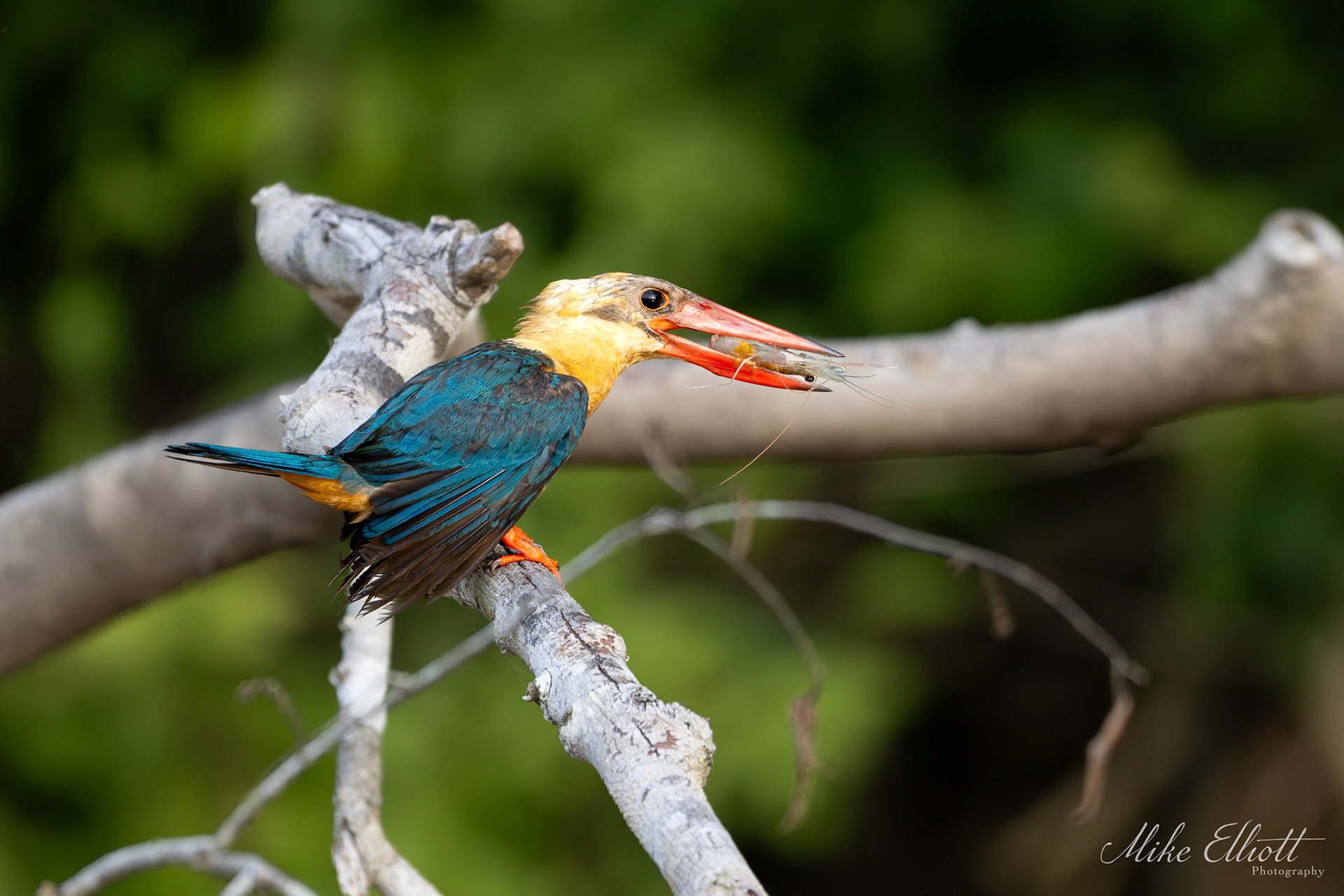 Stork billed kingfisher with a prawn