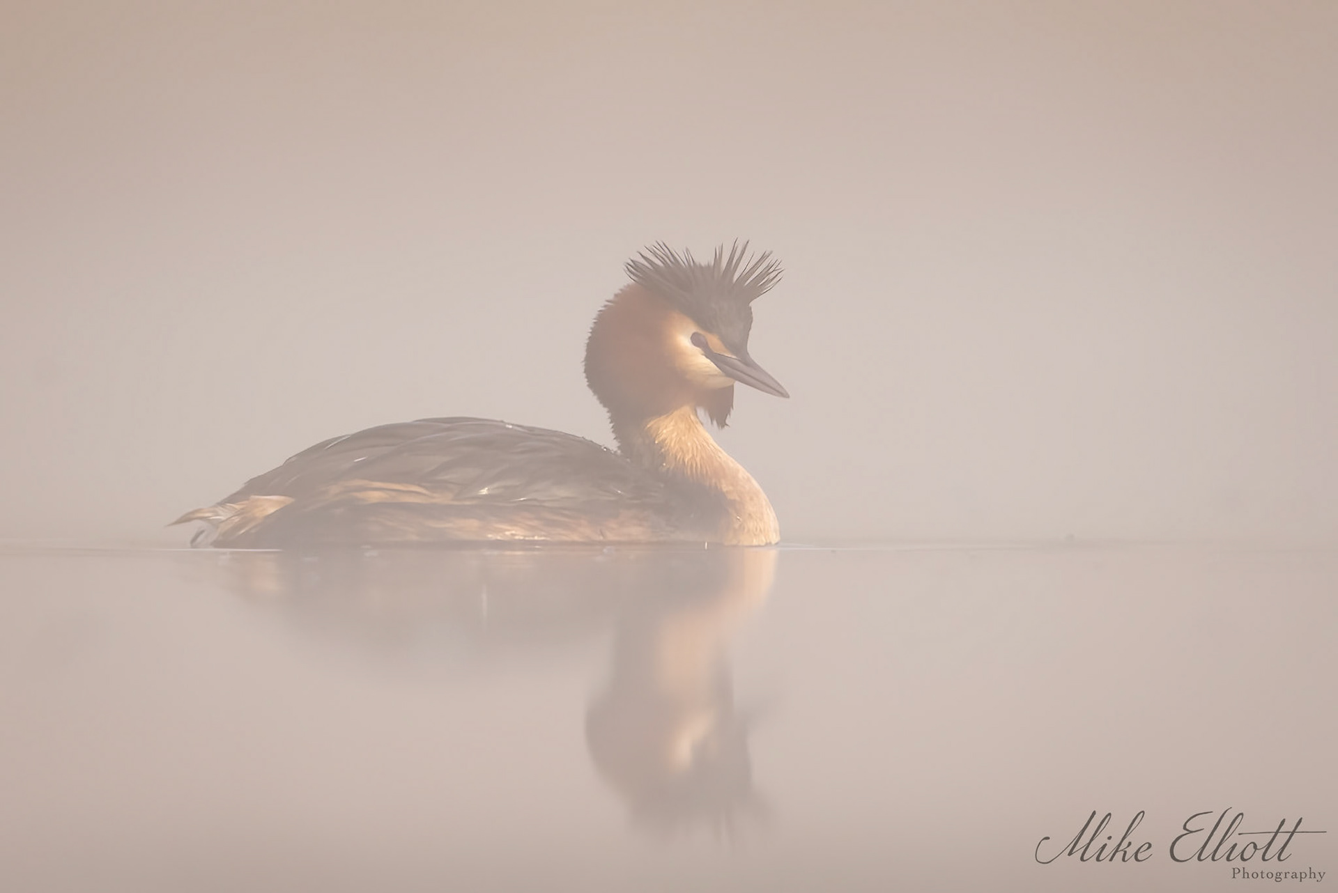 Great crested grebe reflection in the mist