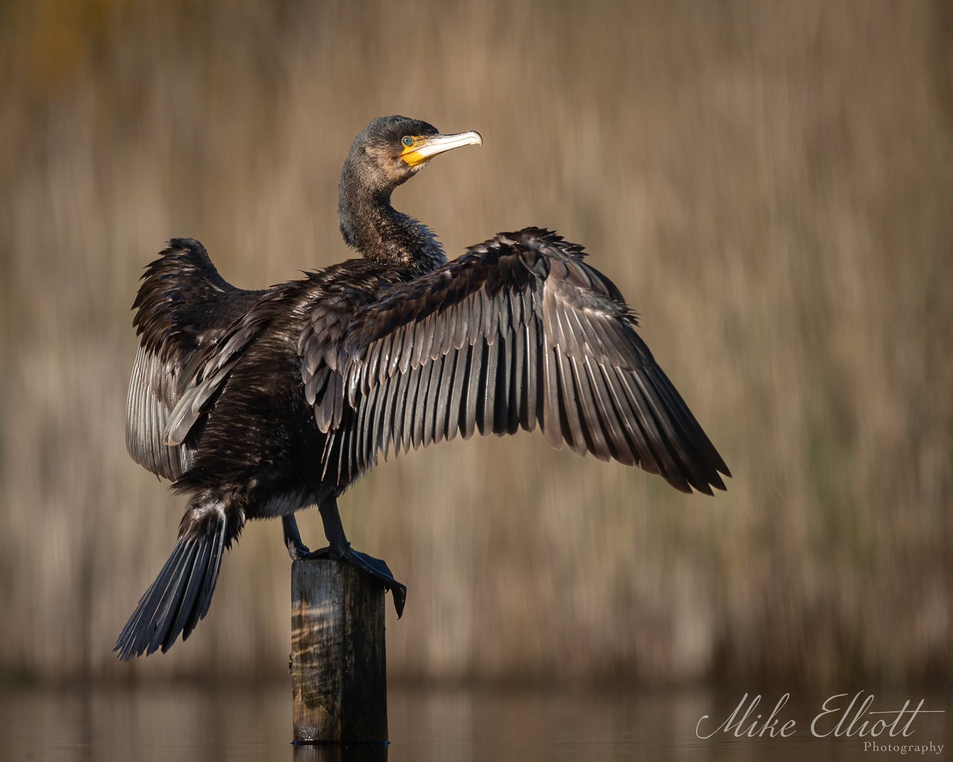Cormorant drying side