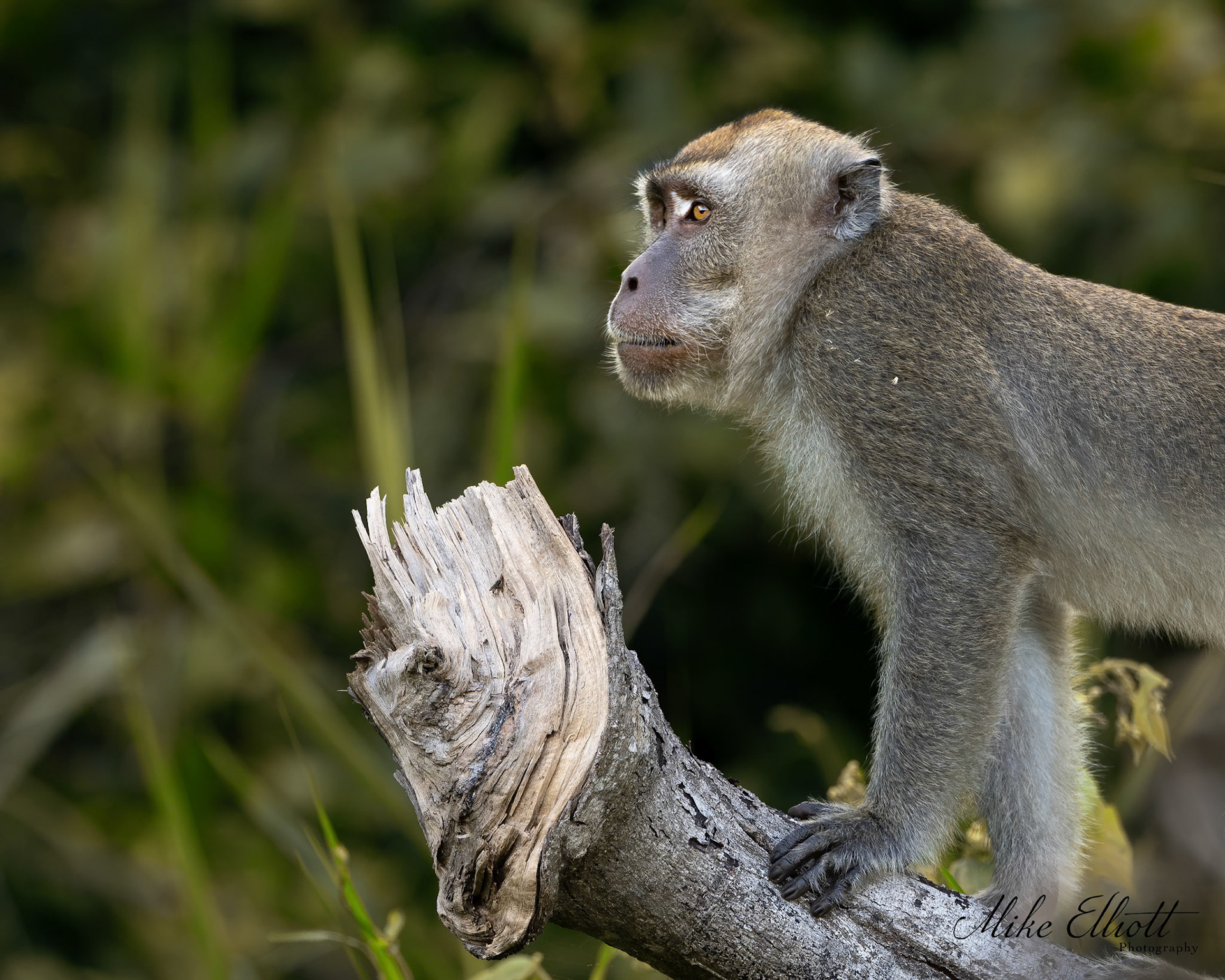 Long tail macaque