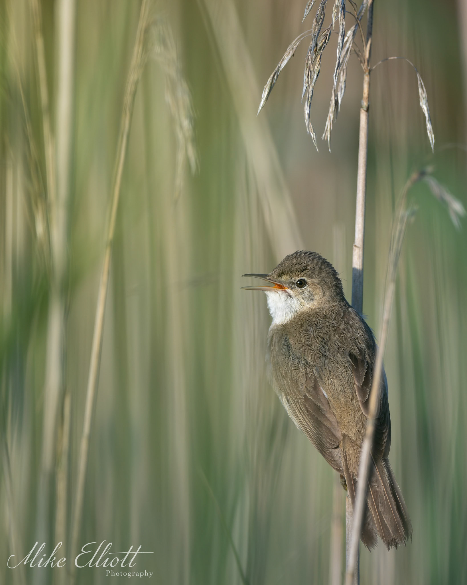 Reed warbler portrait