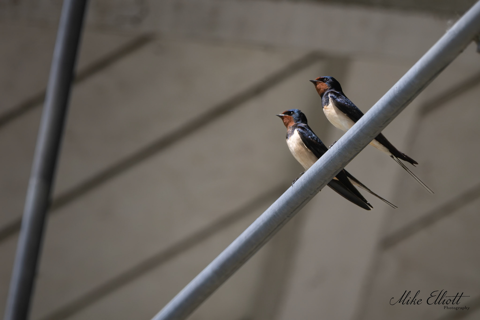 Swallows
