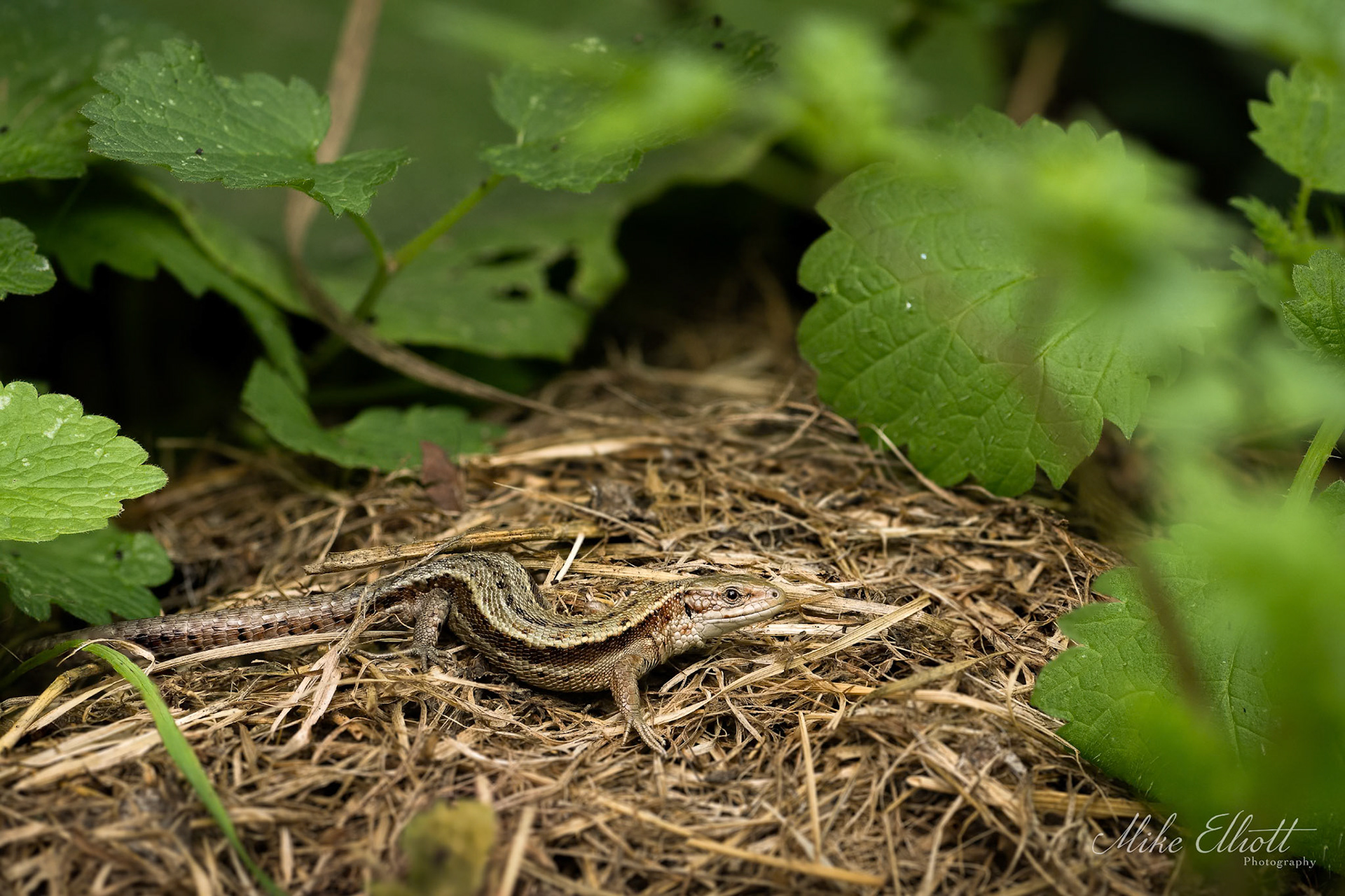 Common lizard environmental