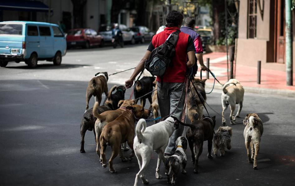 Kirsty Griffin - Buenos Aires Dog Walkers