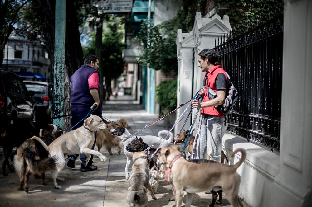 what is a dog walker salary