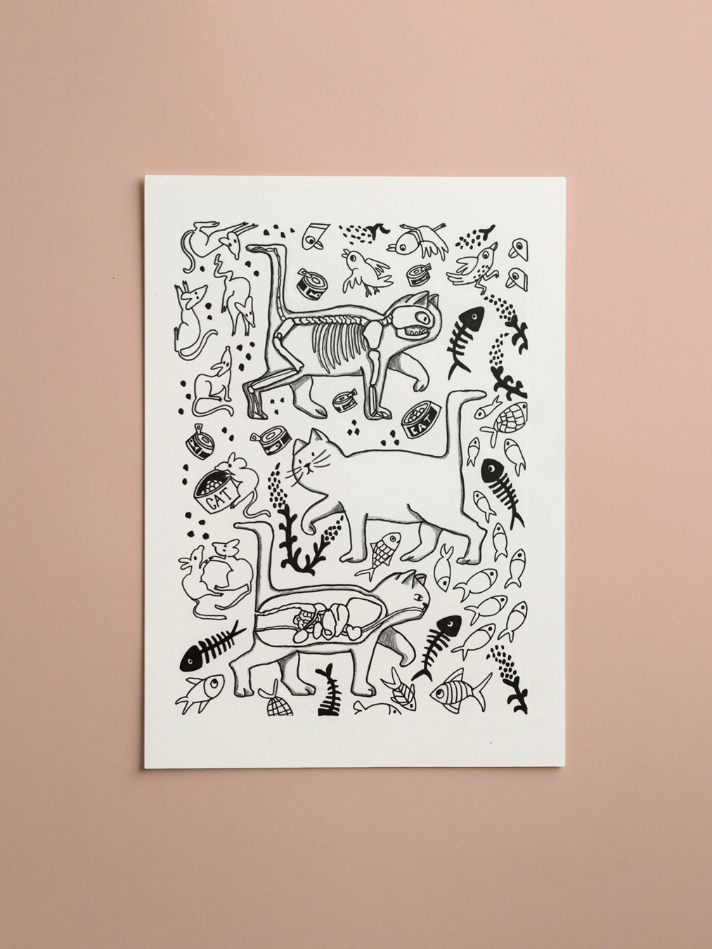 Cat Anatomie Original Drawing - A4 original illustration in ink and pencil on 250 gsm paper