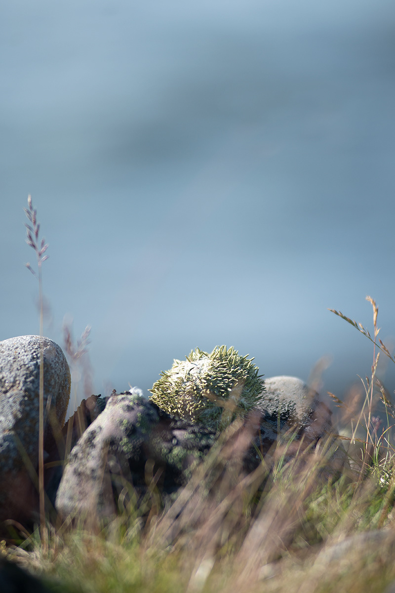 Finnmark, Varangebotn, Norge.