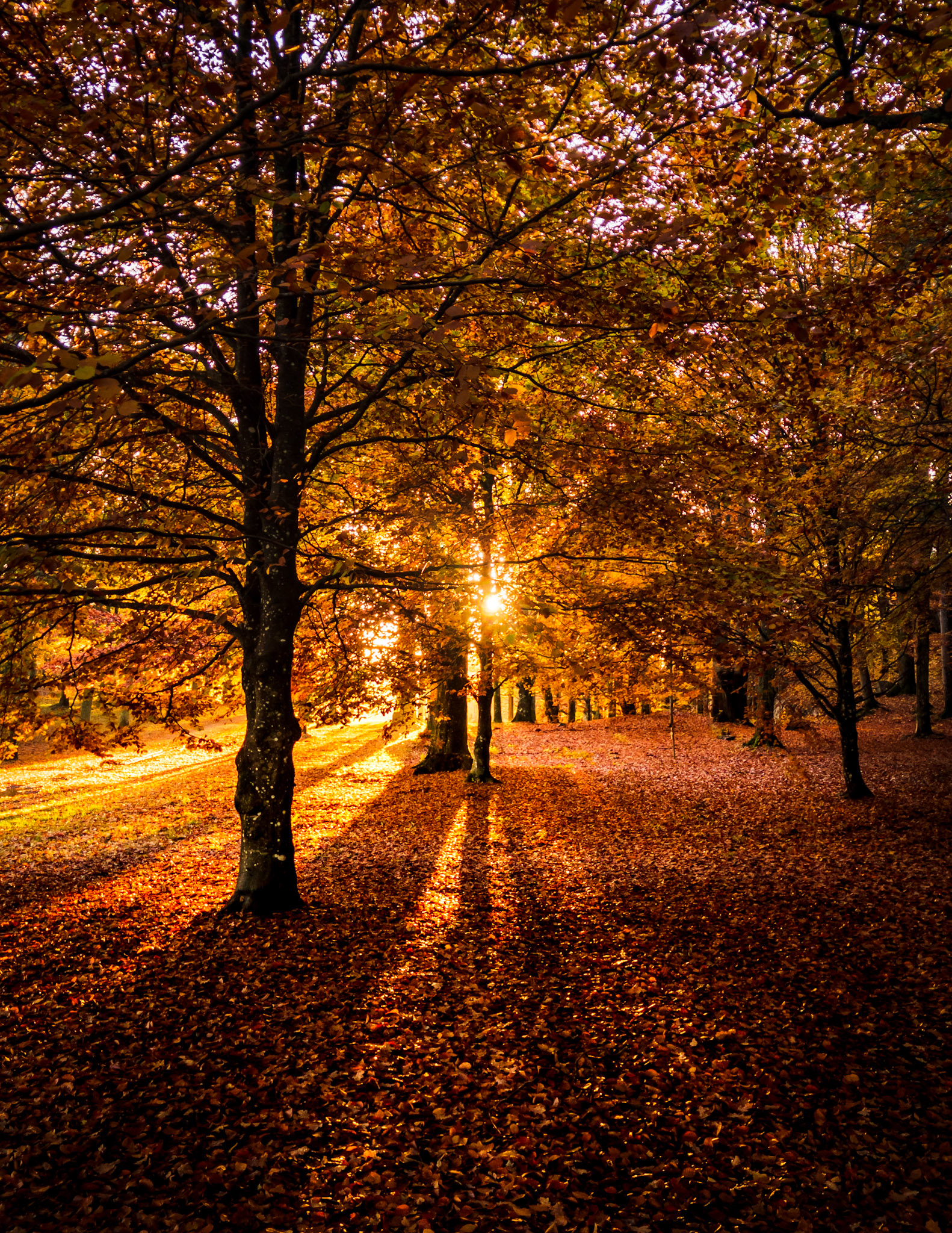 Rød Herregård, Halden