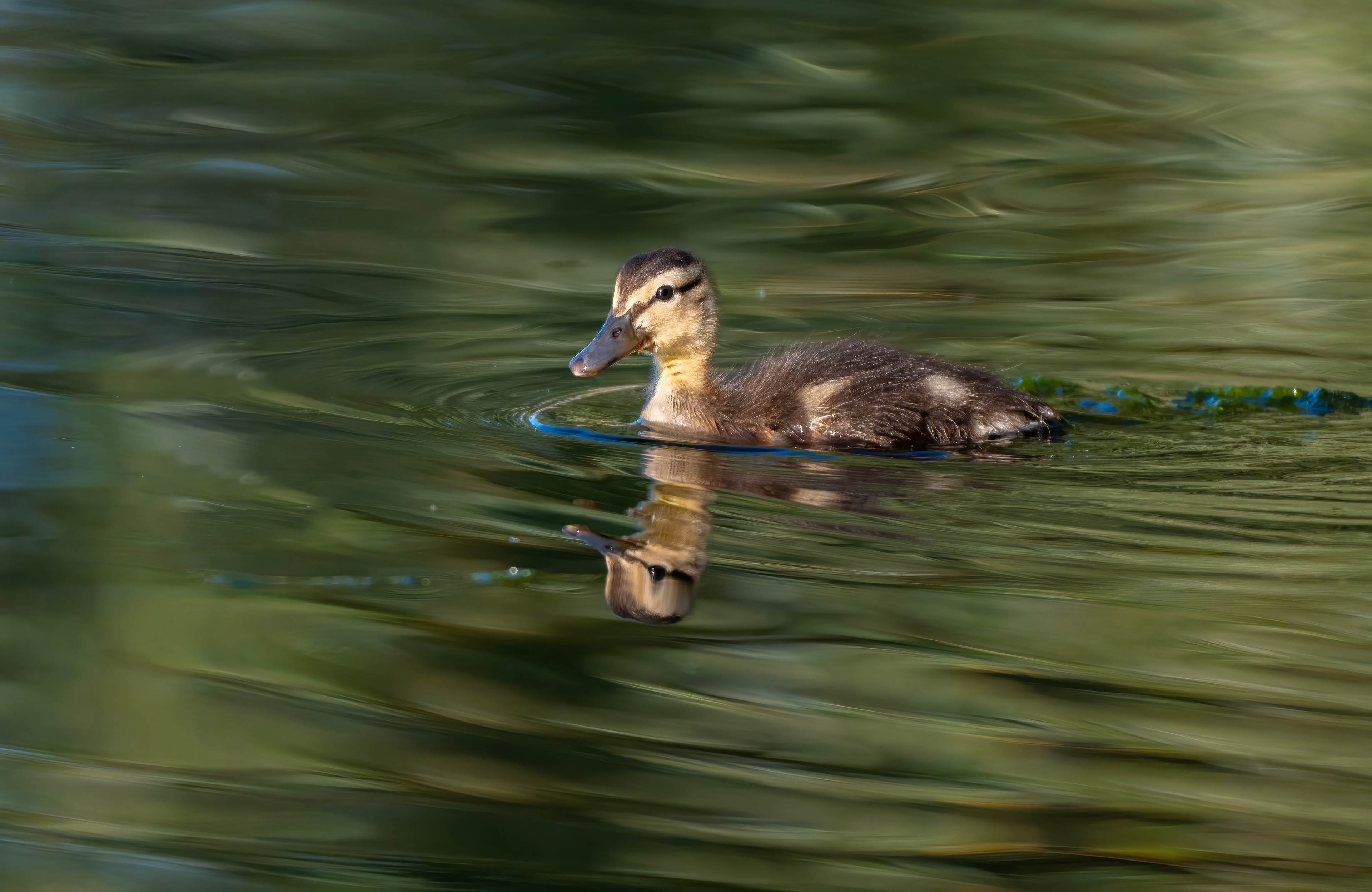 Mallard Duckling, Millbrook, August 2026