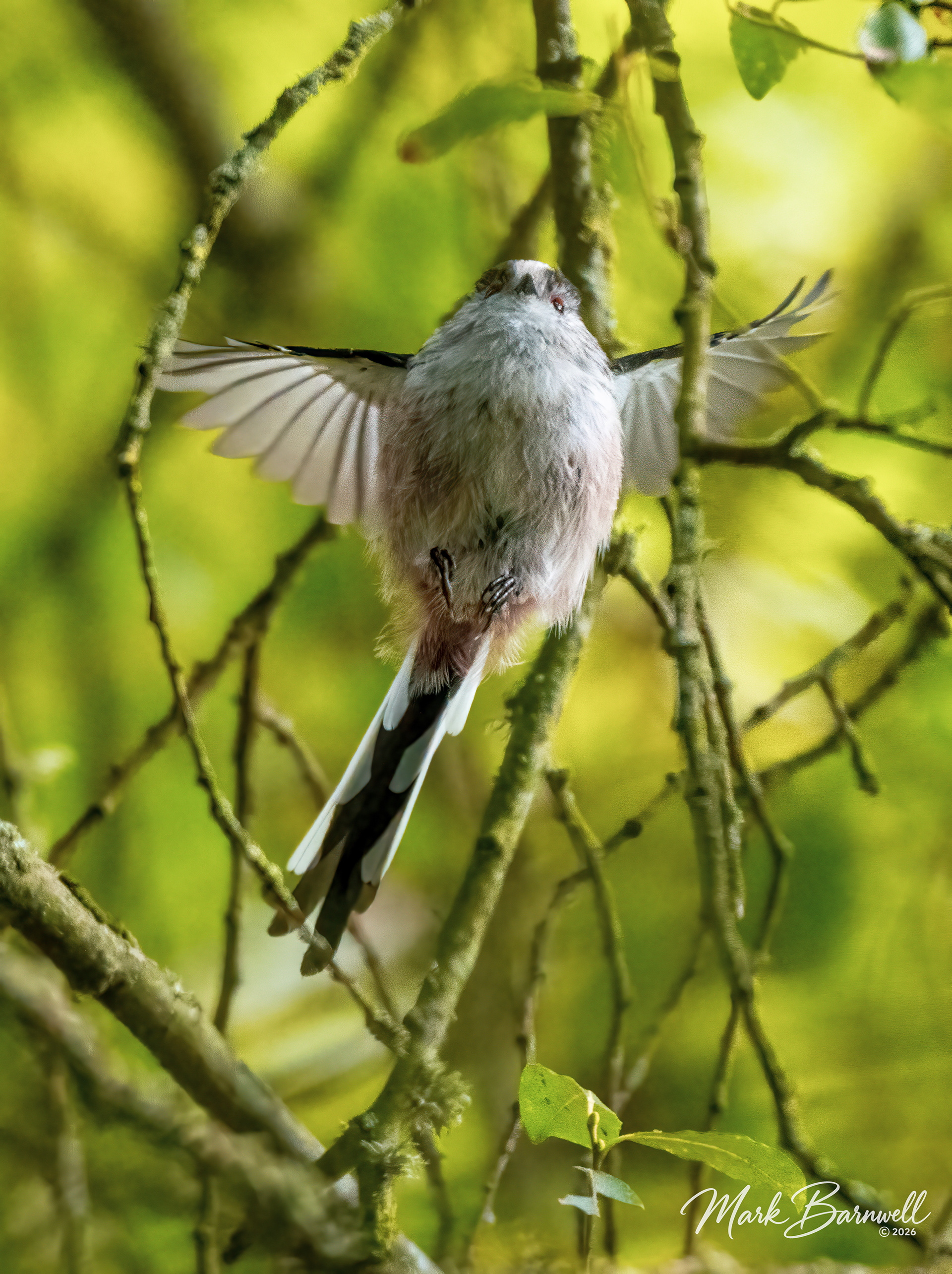 Long-tailed Tit - River Otter - August 2026