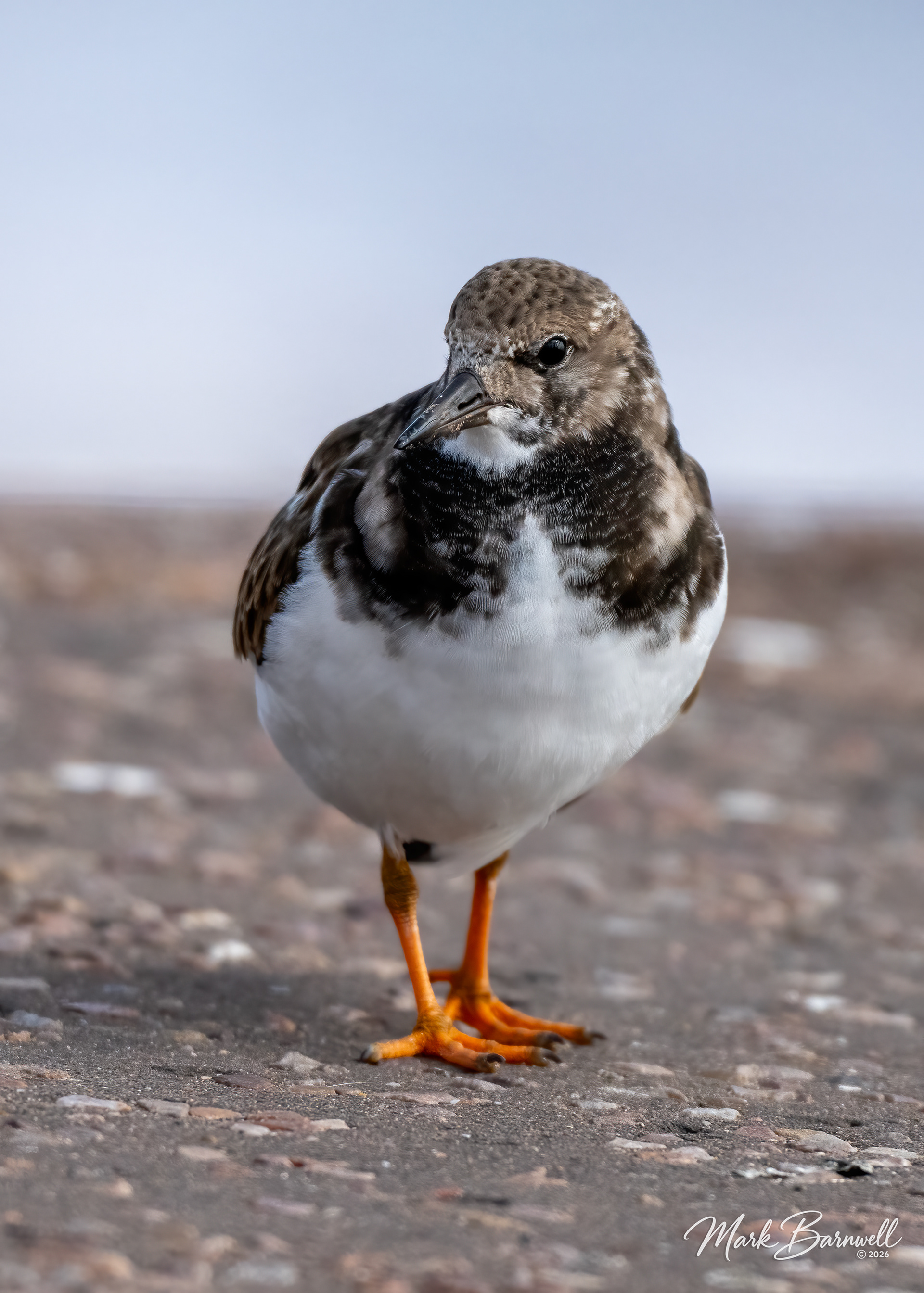 Turnstone at Sidmouth - September 2026