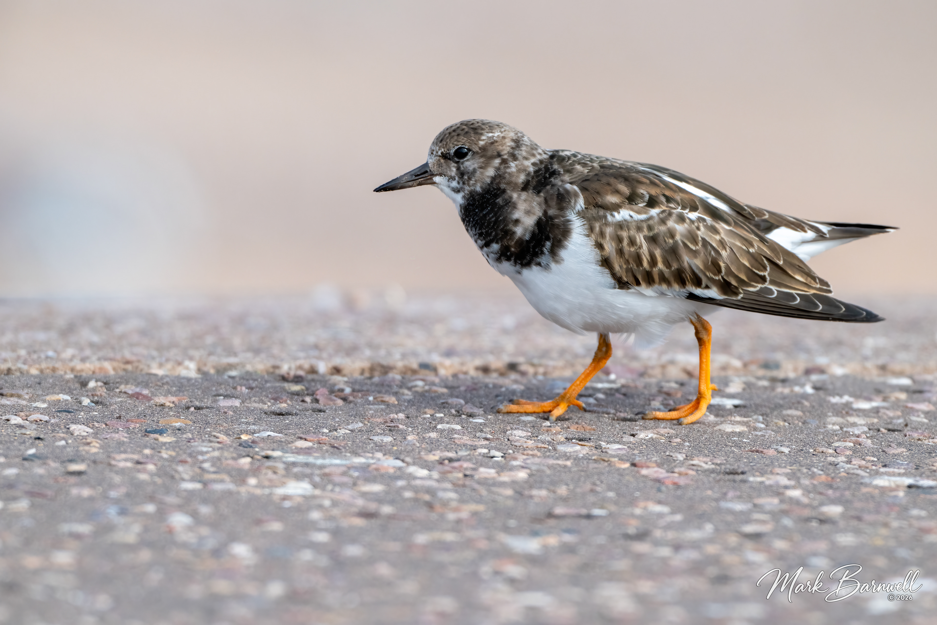 Turnstone at Sidmouth - September 2026