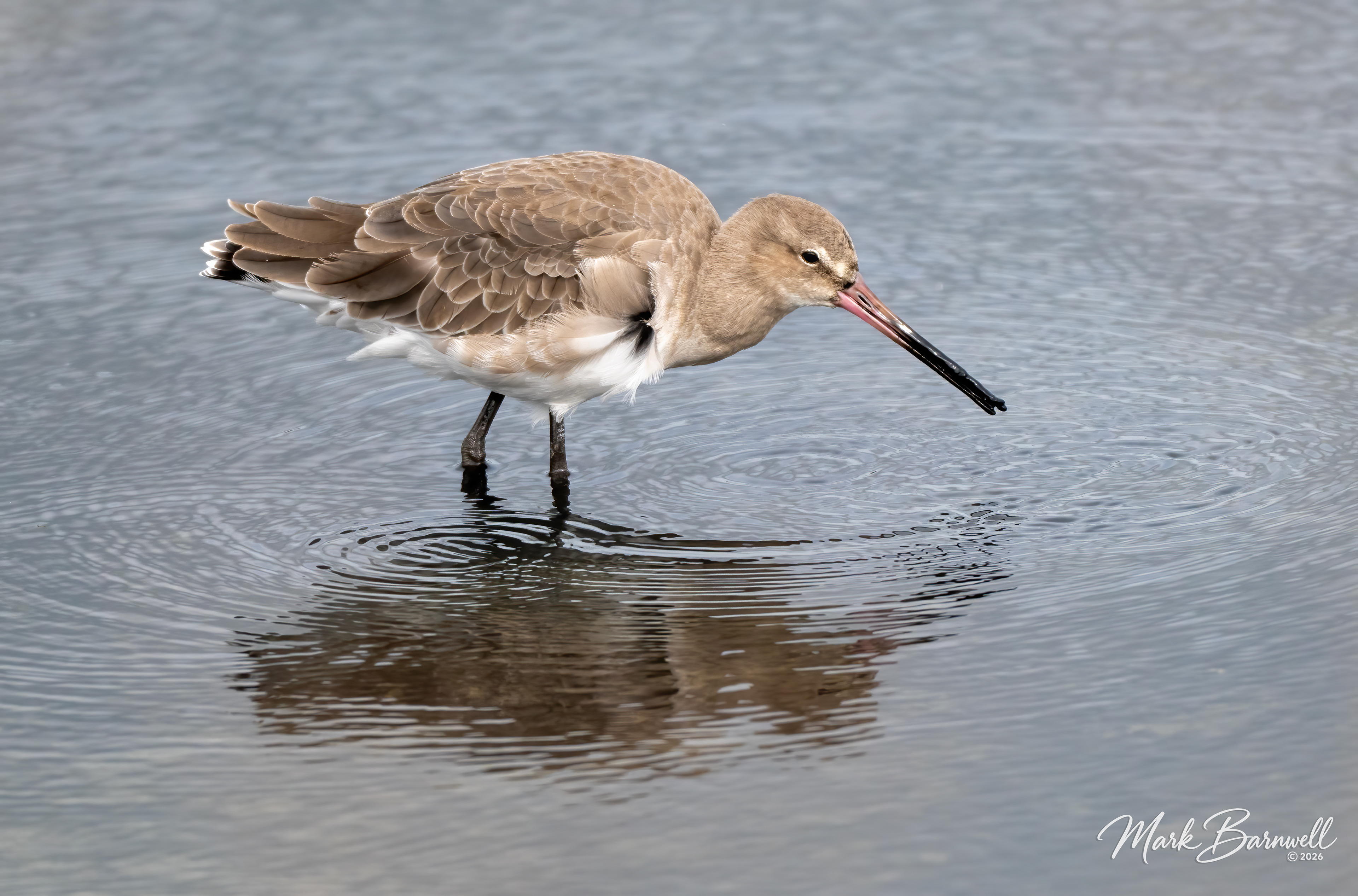Black-Tailed Godwit, Seaton Wetlands, September 2026