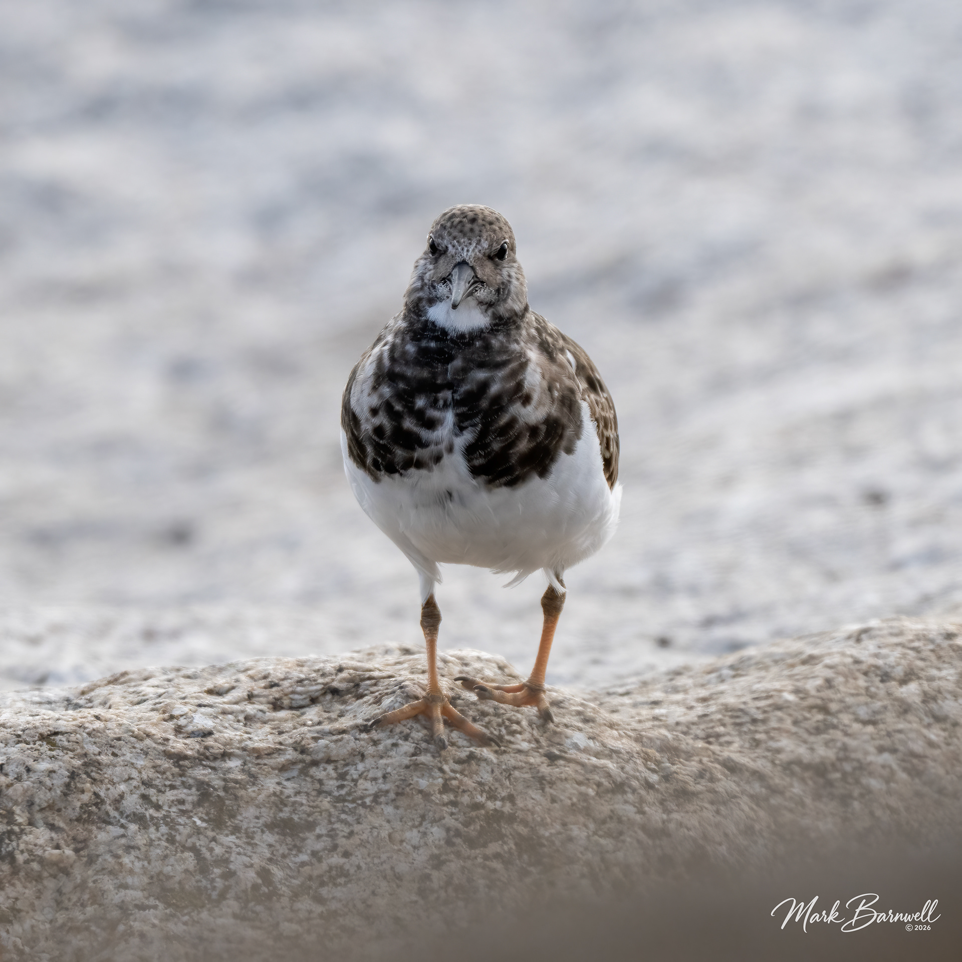 Turnstone at Sidmouth - September 2026
