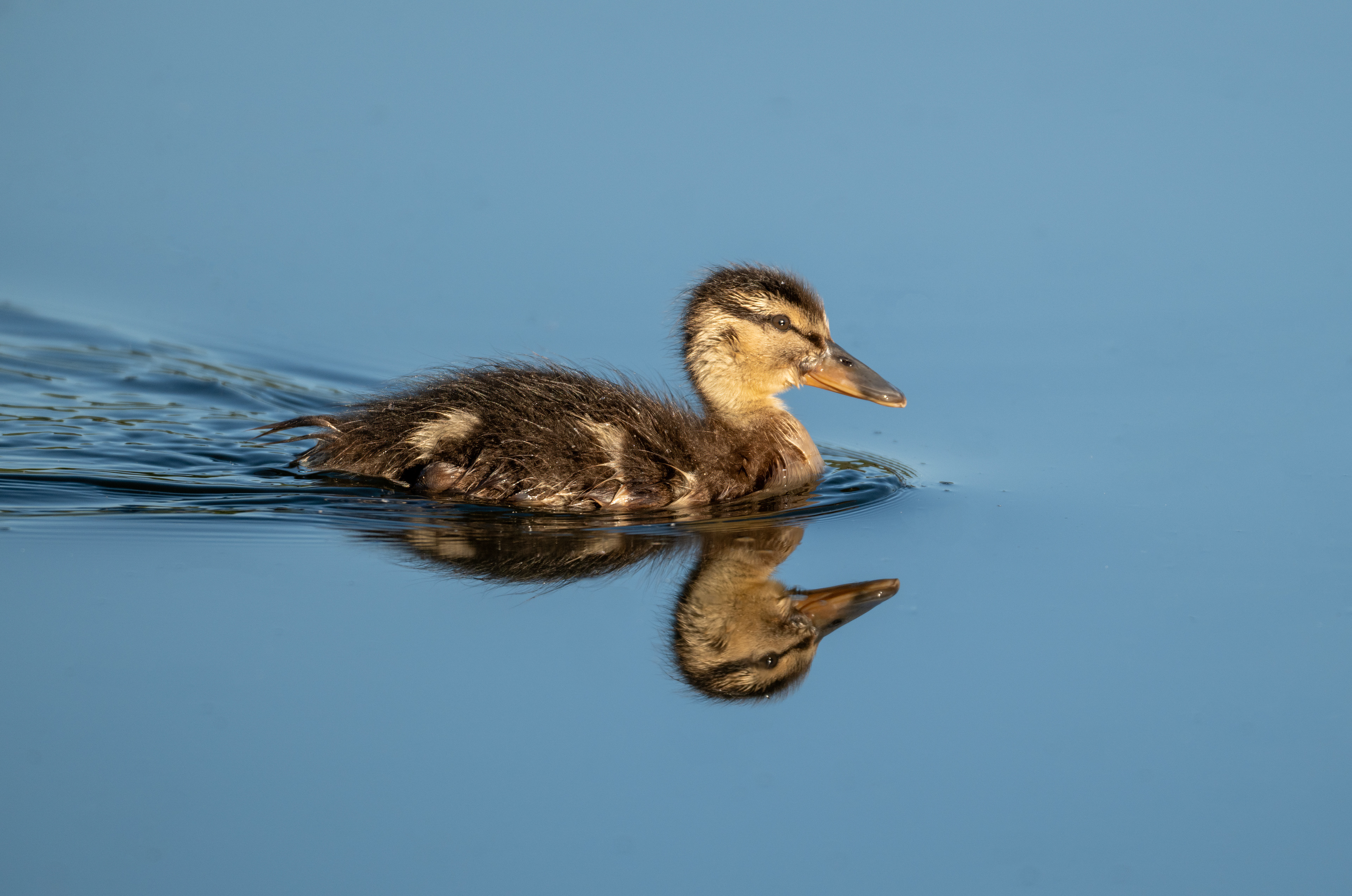 Mallard Duckling, Millbrook, August 2026