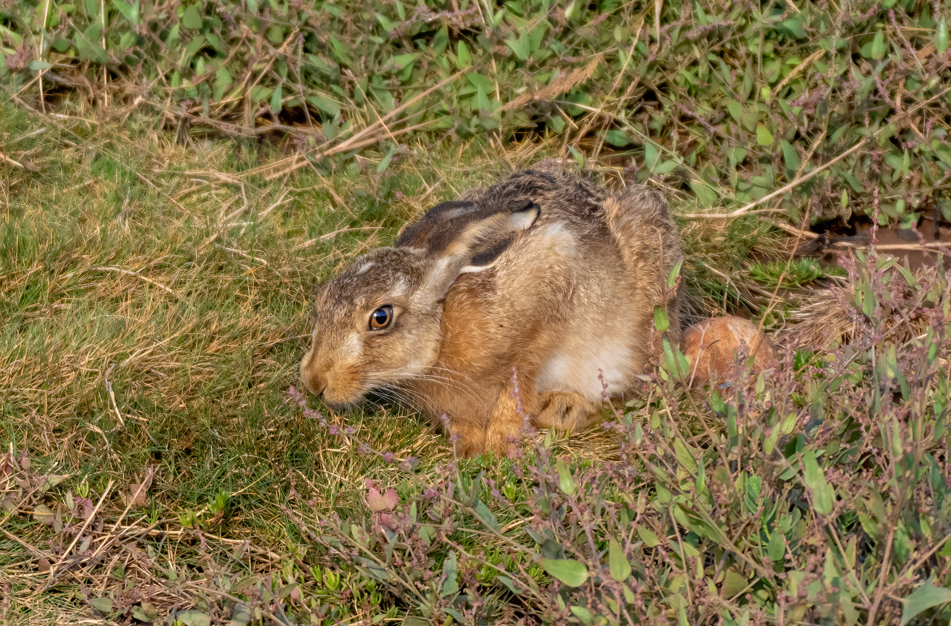 August 2026 - Otter Estuary Nature Reserve