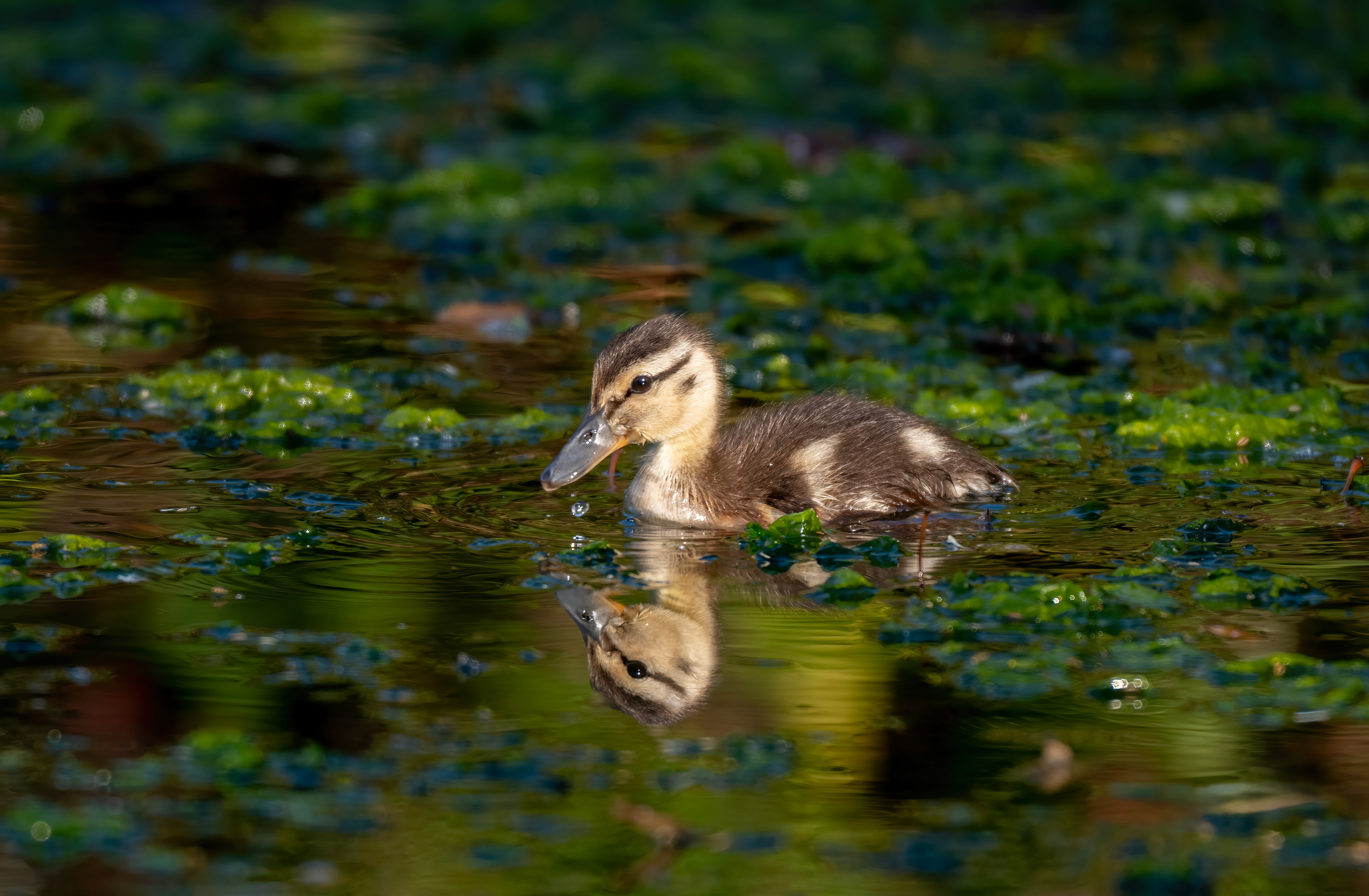 Mallard Duckling, Millbrook, August 2026