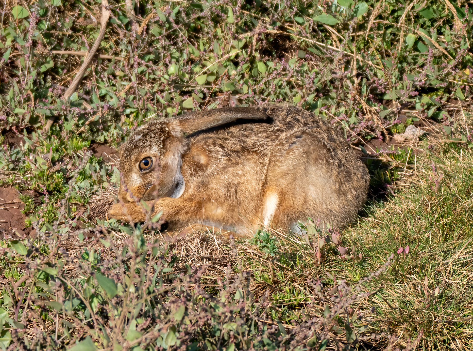 August 2026 - Otter Estuary Nature Reserve
