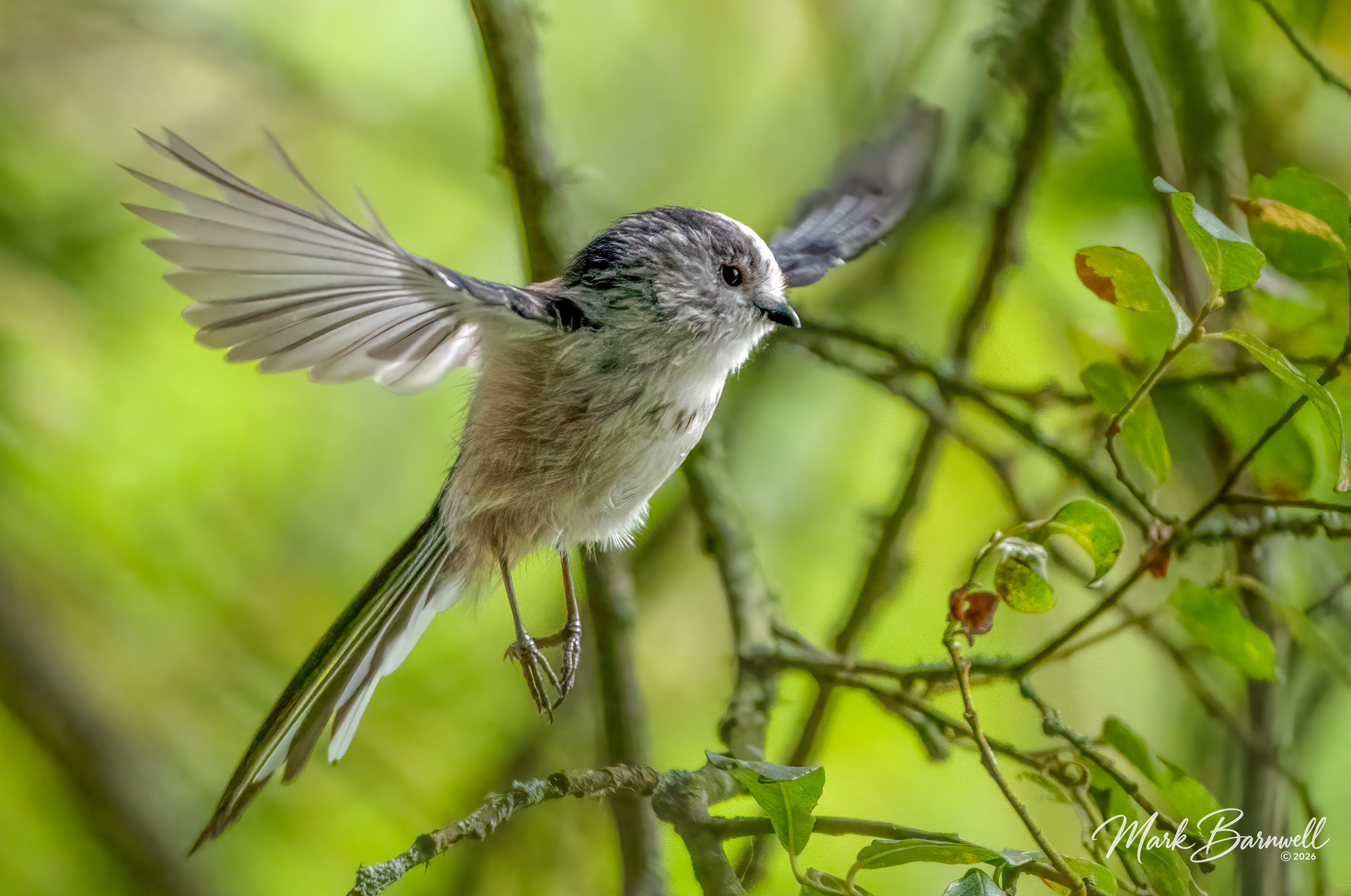 Long-tailed Tit - River Otter - August 2026