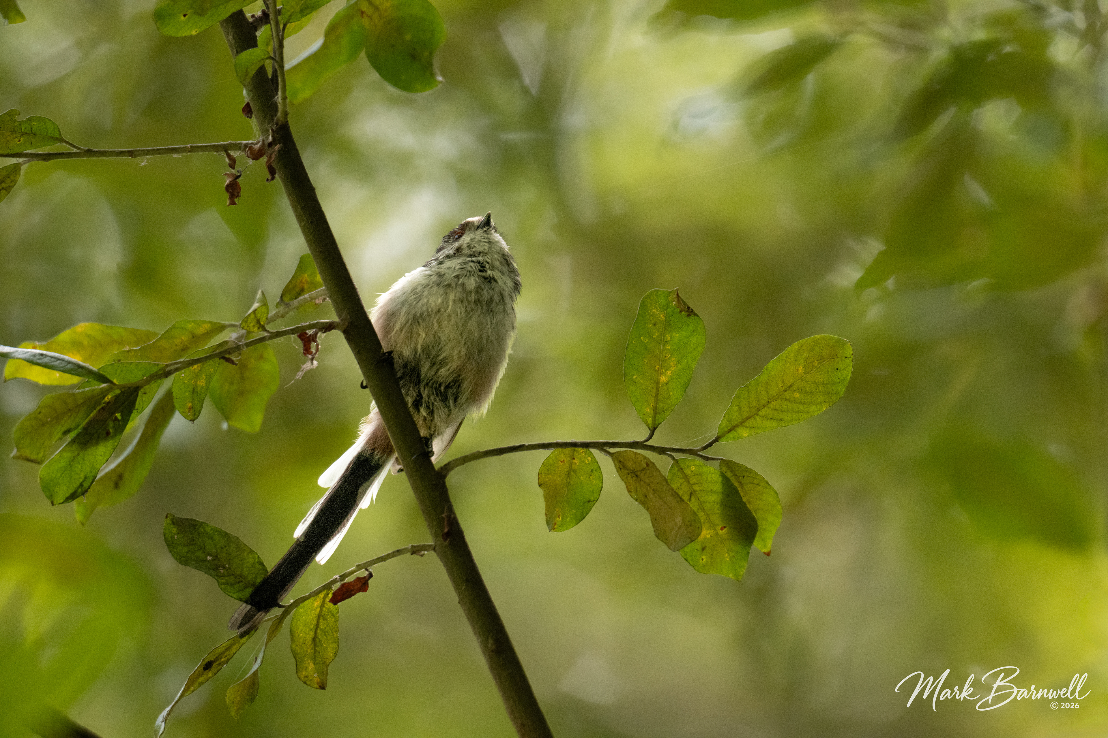 Long-tailed Tit - River Otter - August 2026