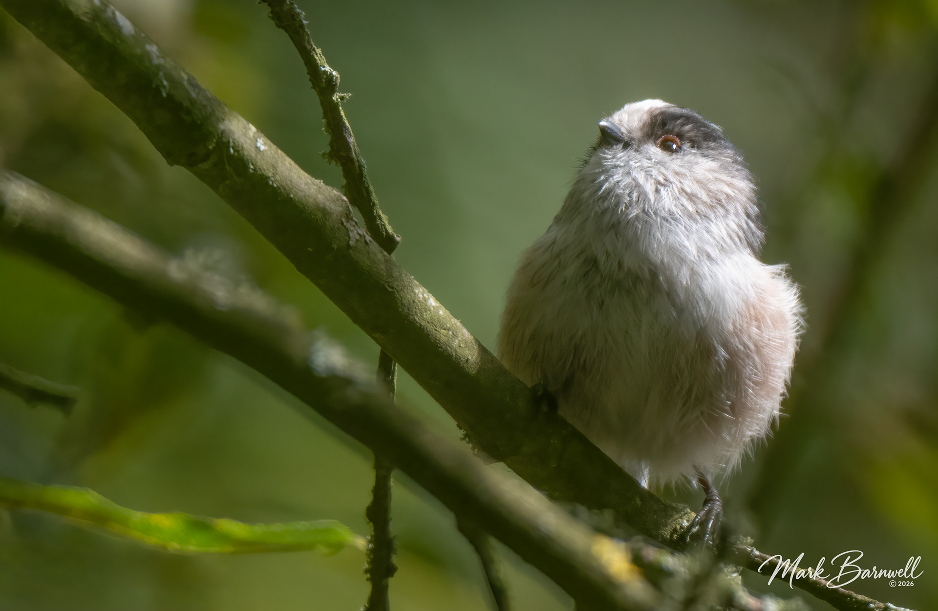 Long-tailed Tit - River Otter - August 2026