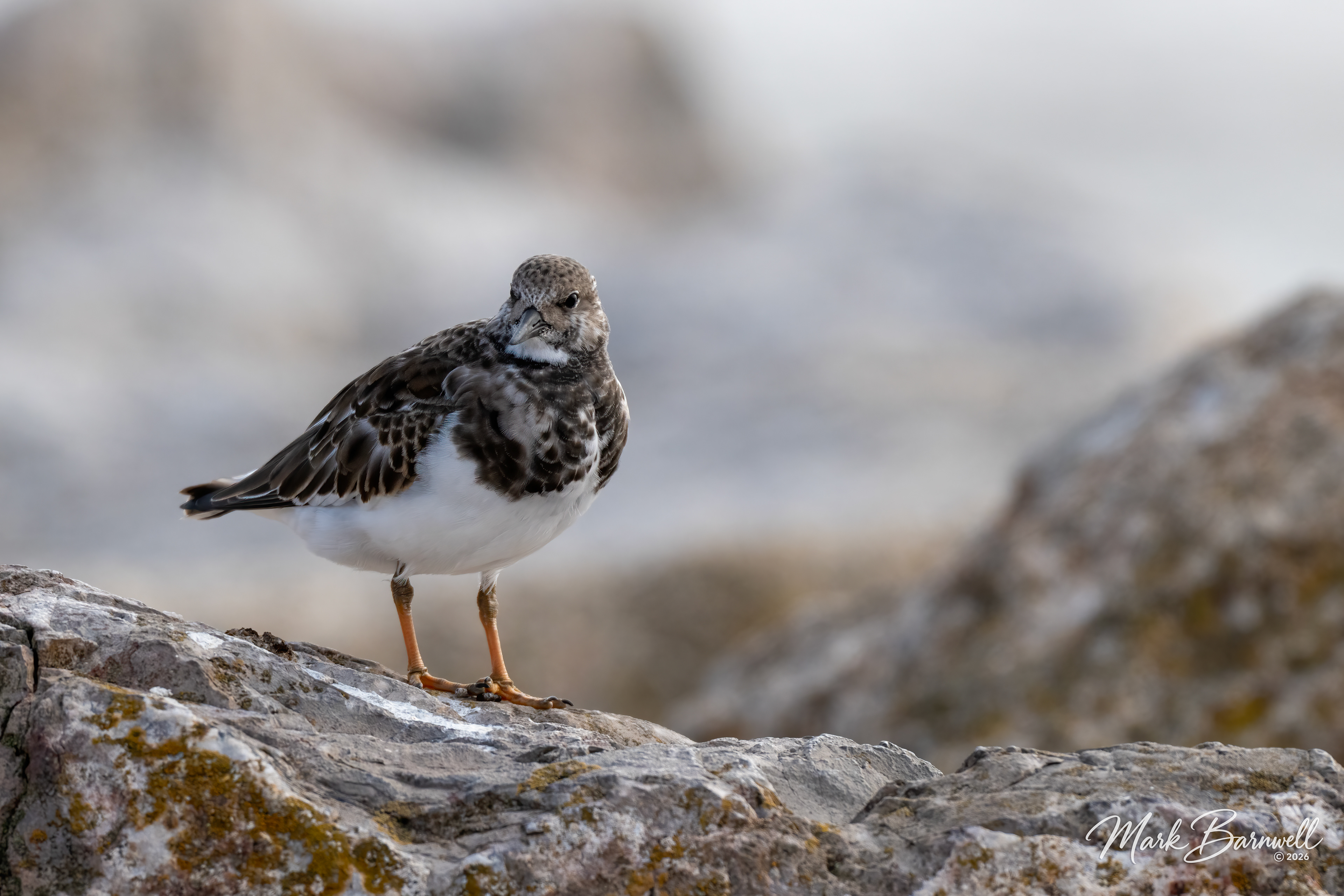 Turnstone at Sidmouth - September 2026