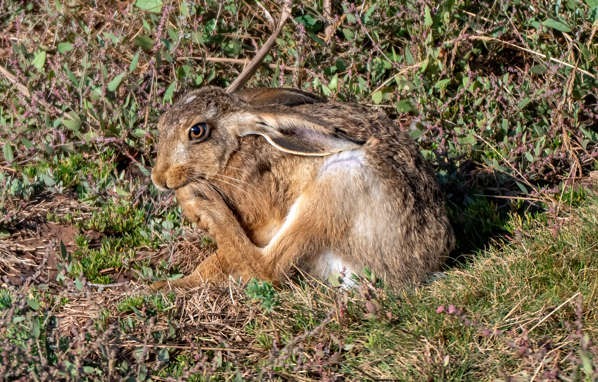 August 2026 - Otter Estuary Nature Reserve