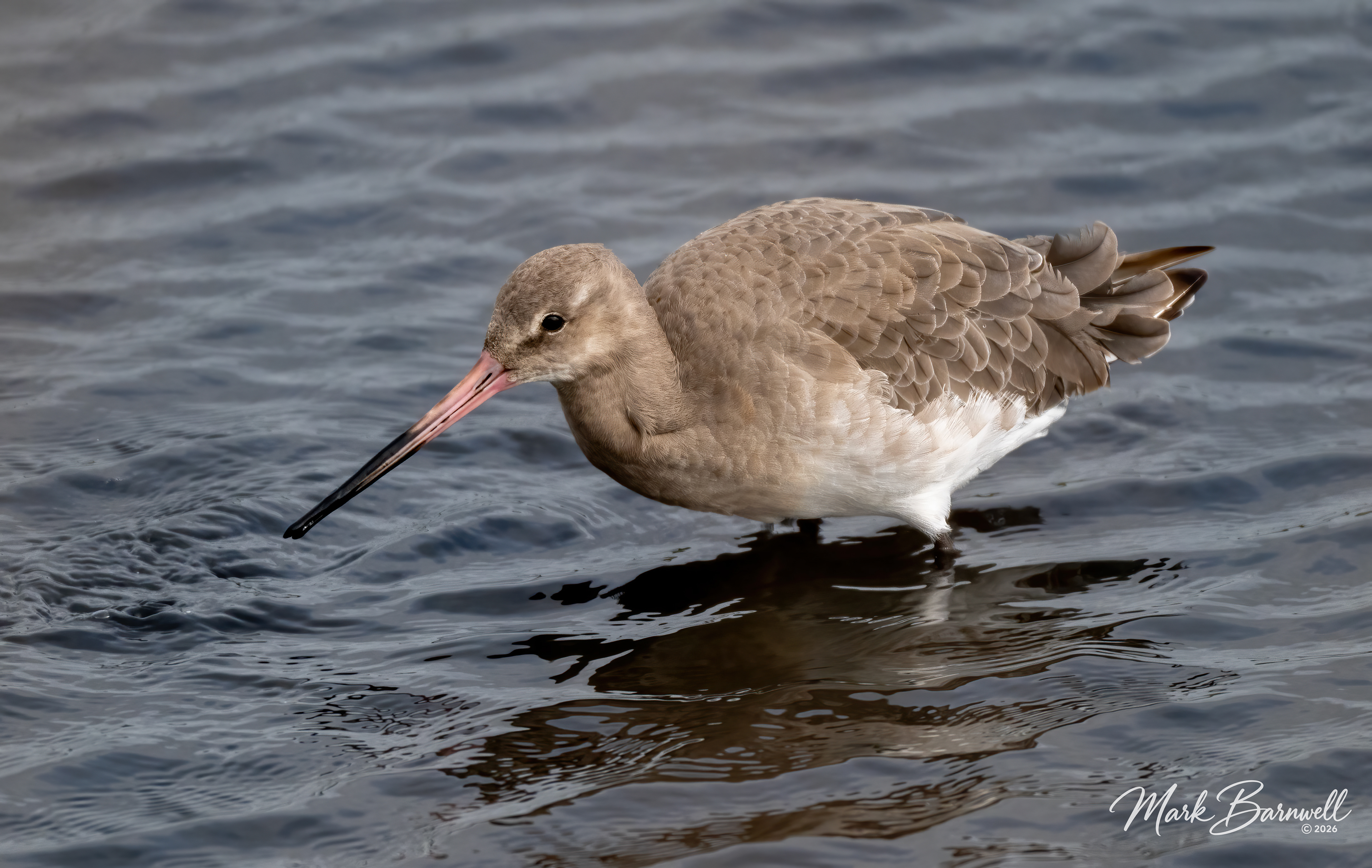 Black-Tailed Godwit, Seaton Wetlands, September 2026