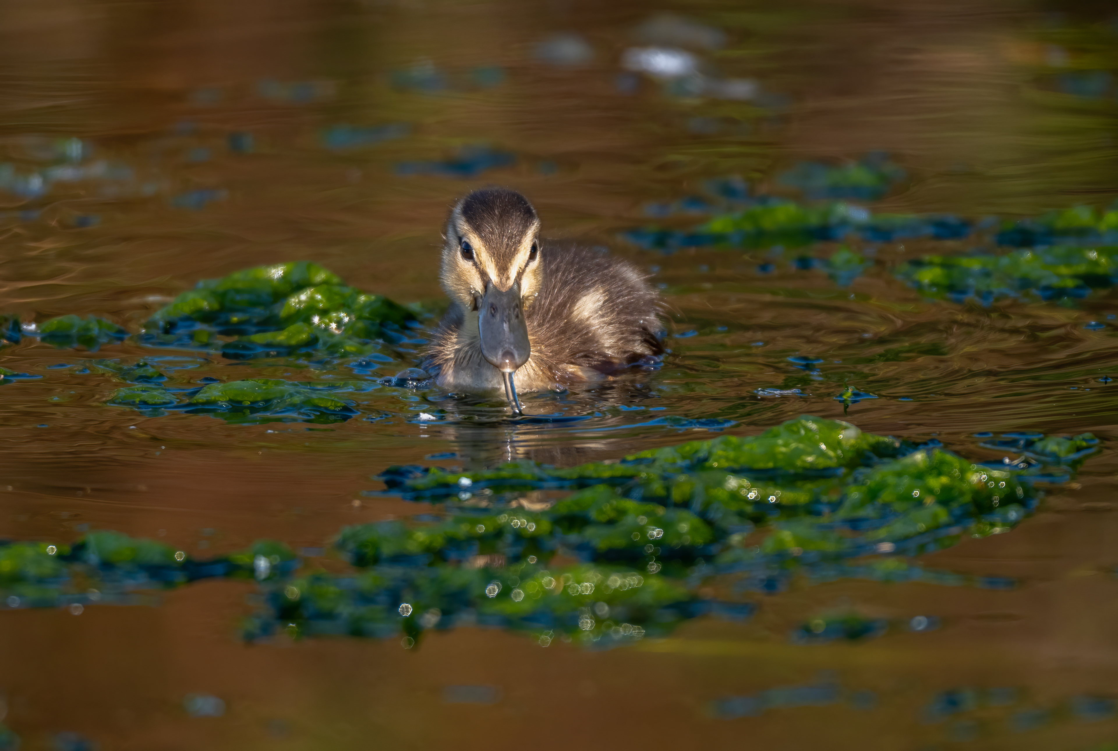 Mallard Duckling, Millbrook, August 2026