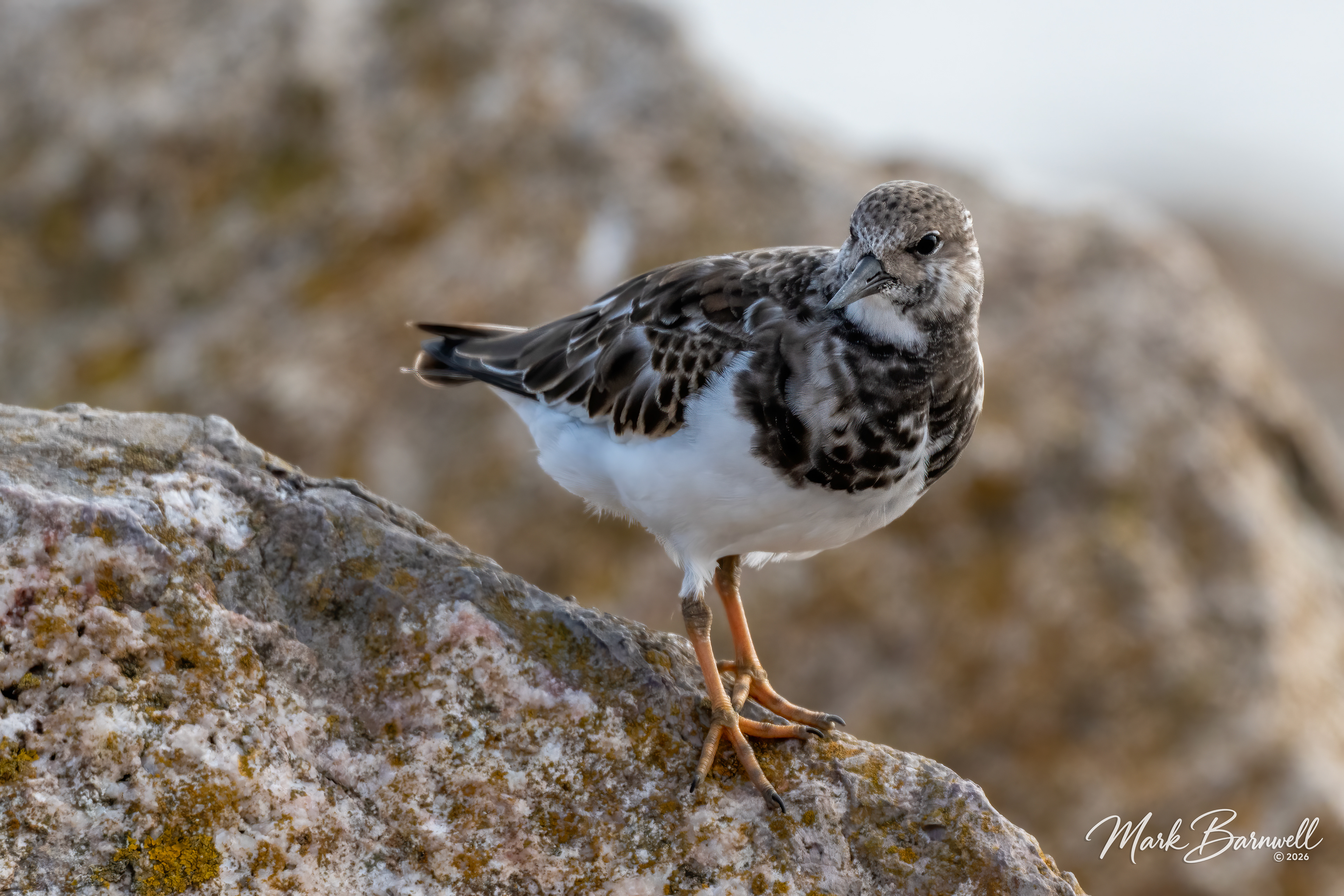 Turnstone at Sidmouth - September 2026