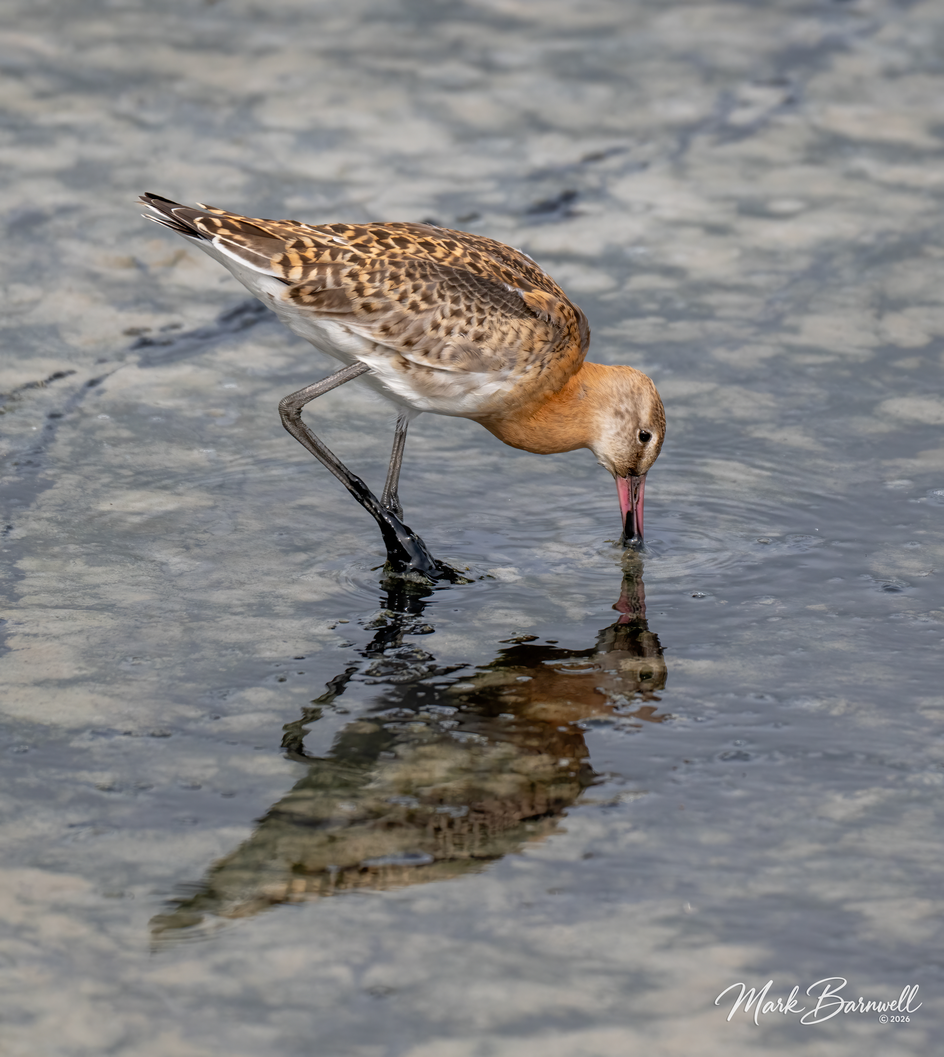 Black-Tailed Godwit, Seaton Wetlands, September 2026