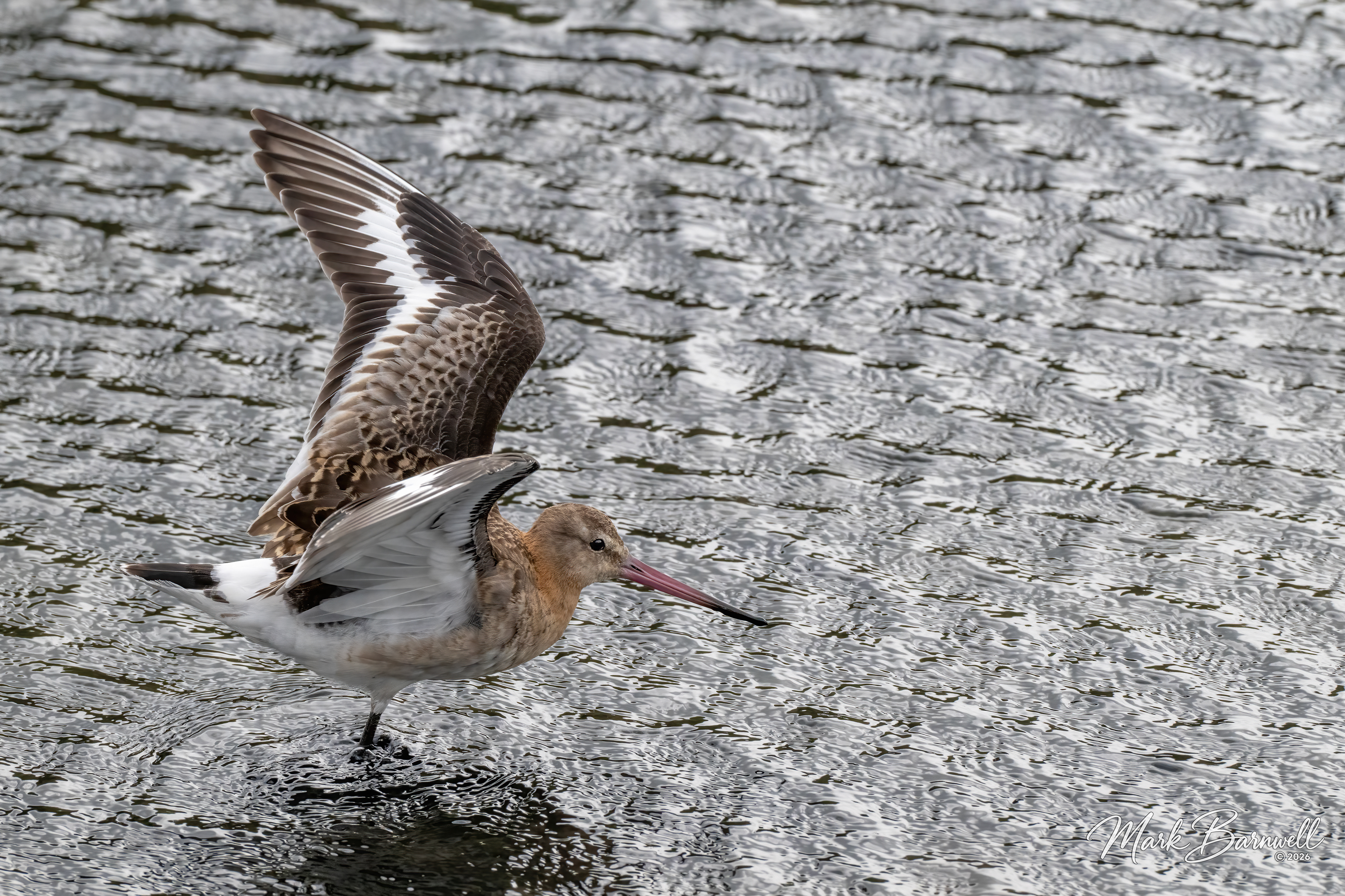 Black-Tailed Godwit, Seaton Wetlands, September 2026