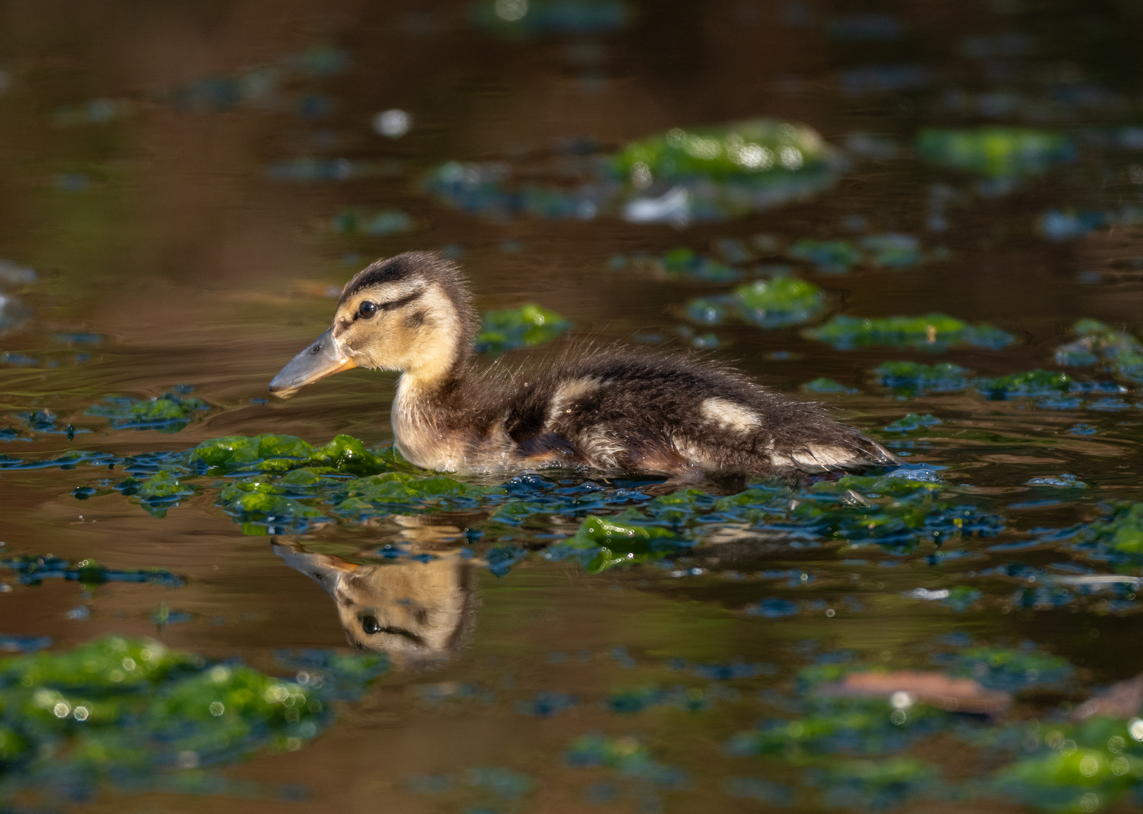 Mallard Duckling, Millbrook, August 2026