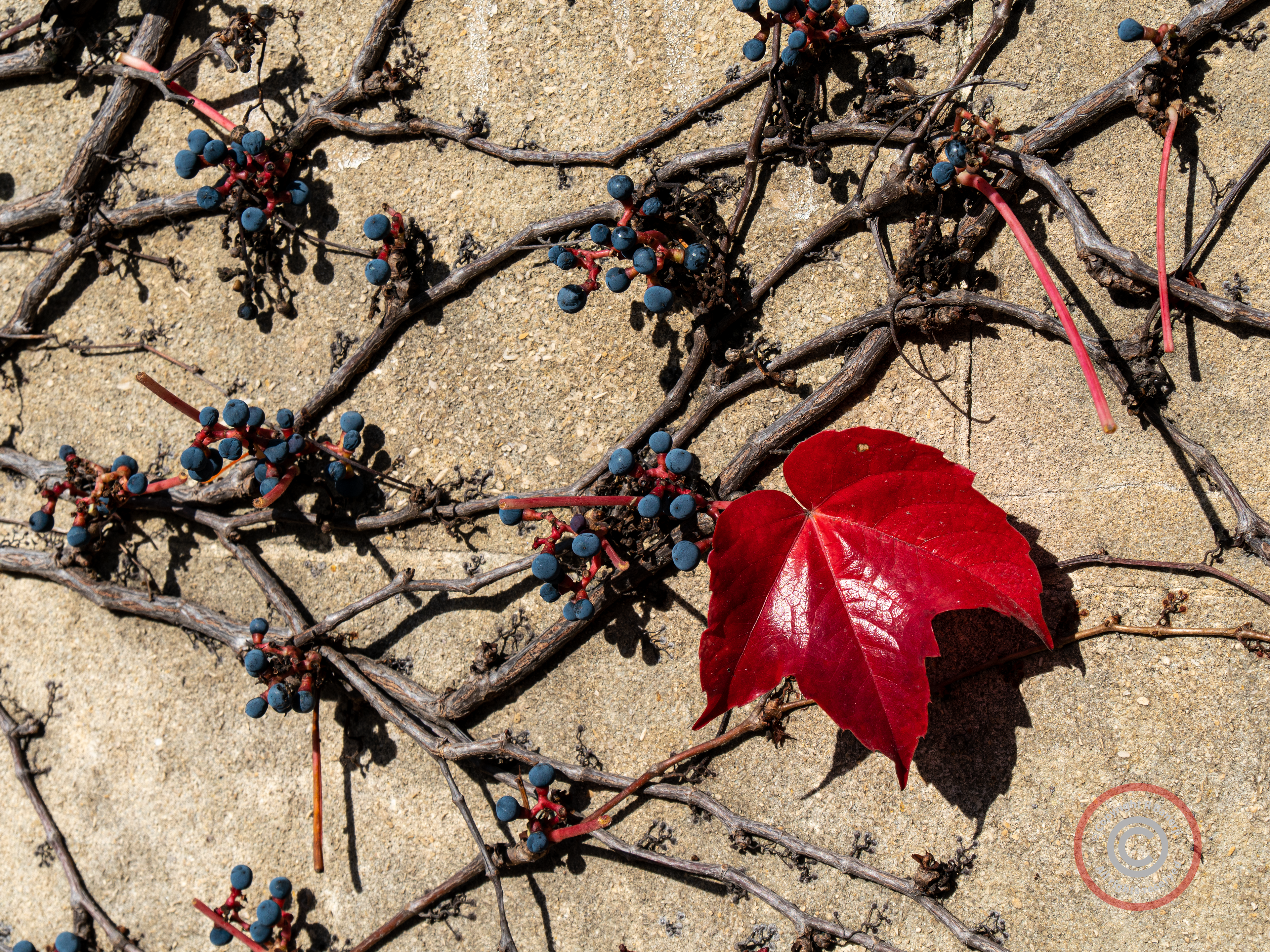 The last leaf, on a wall somewhere near Bath!