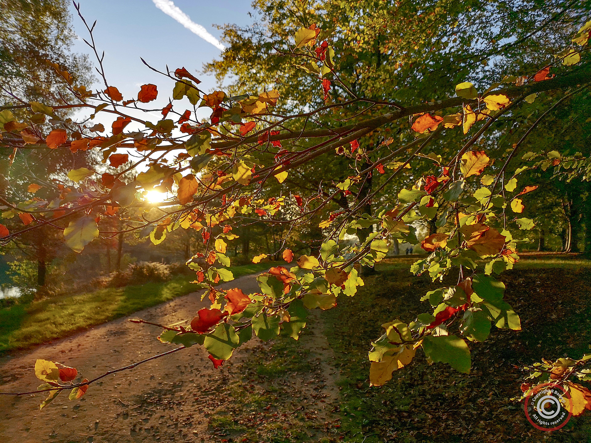 Colours of Autumn, Virginia Water, England