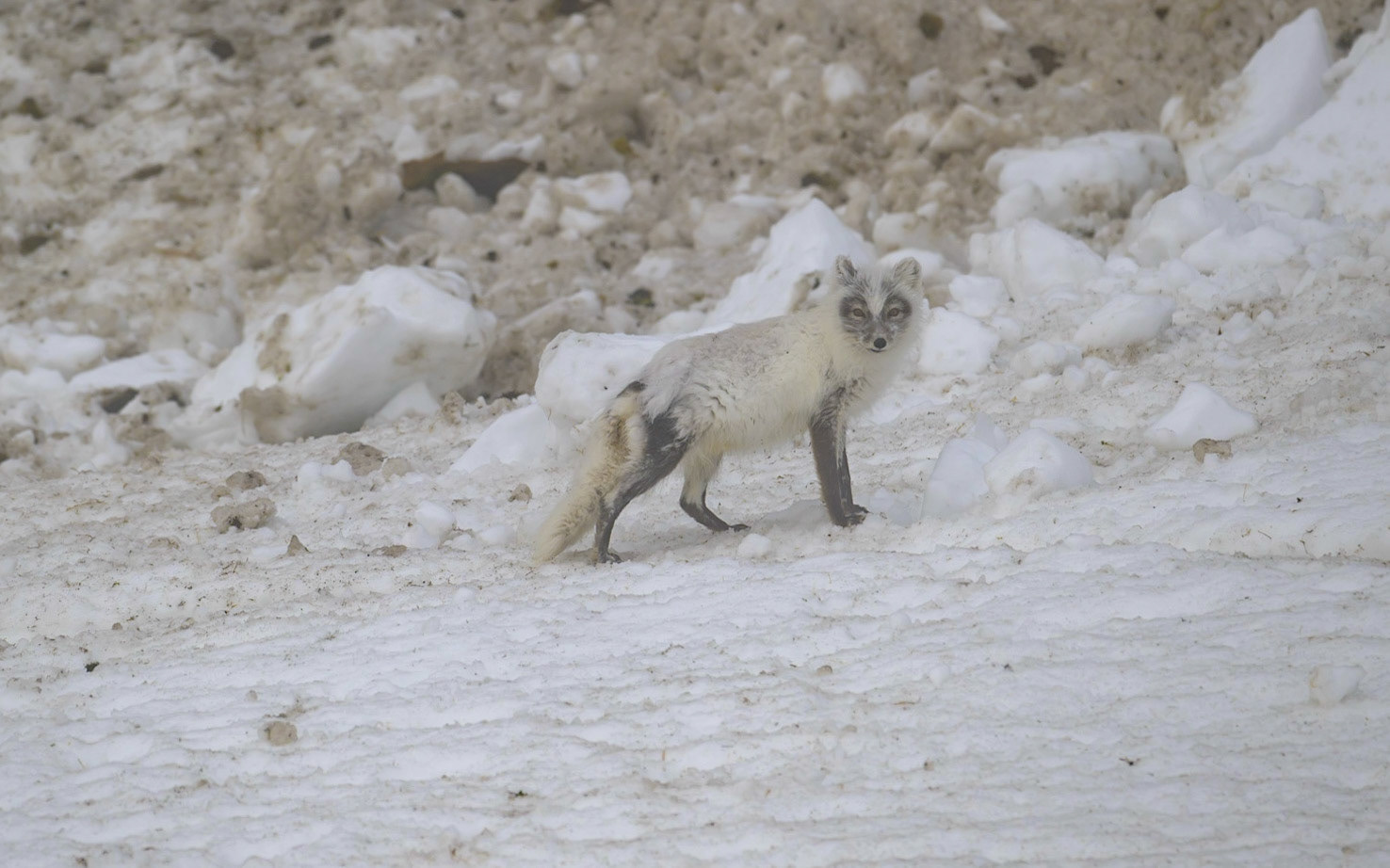 Arctic Fox