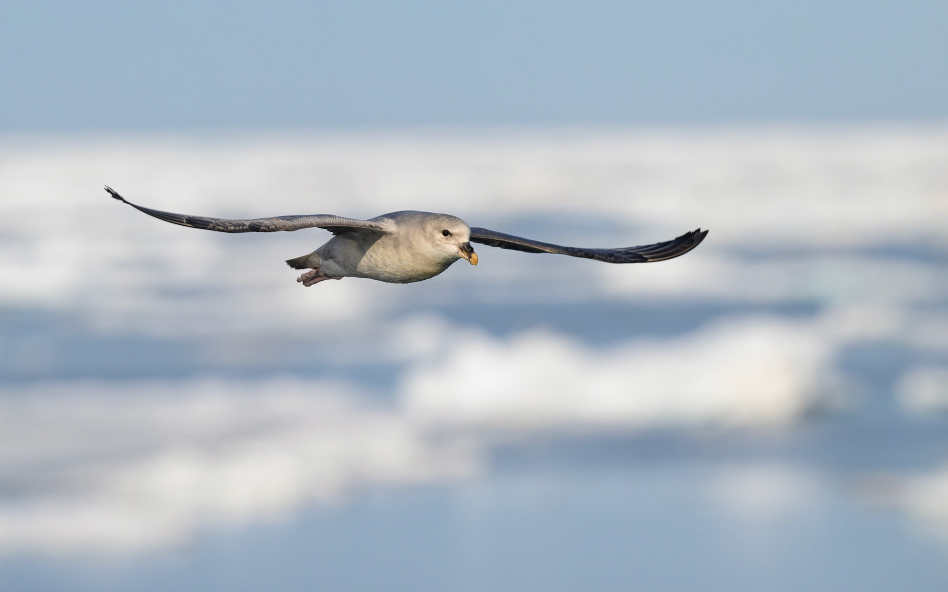Northern Fulmar