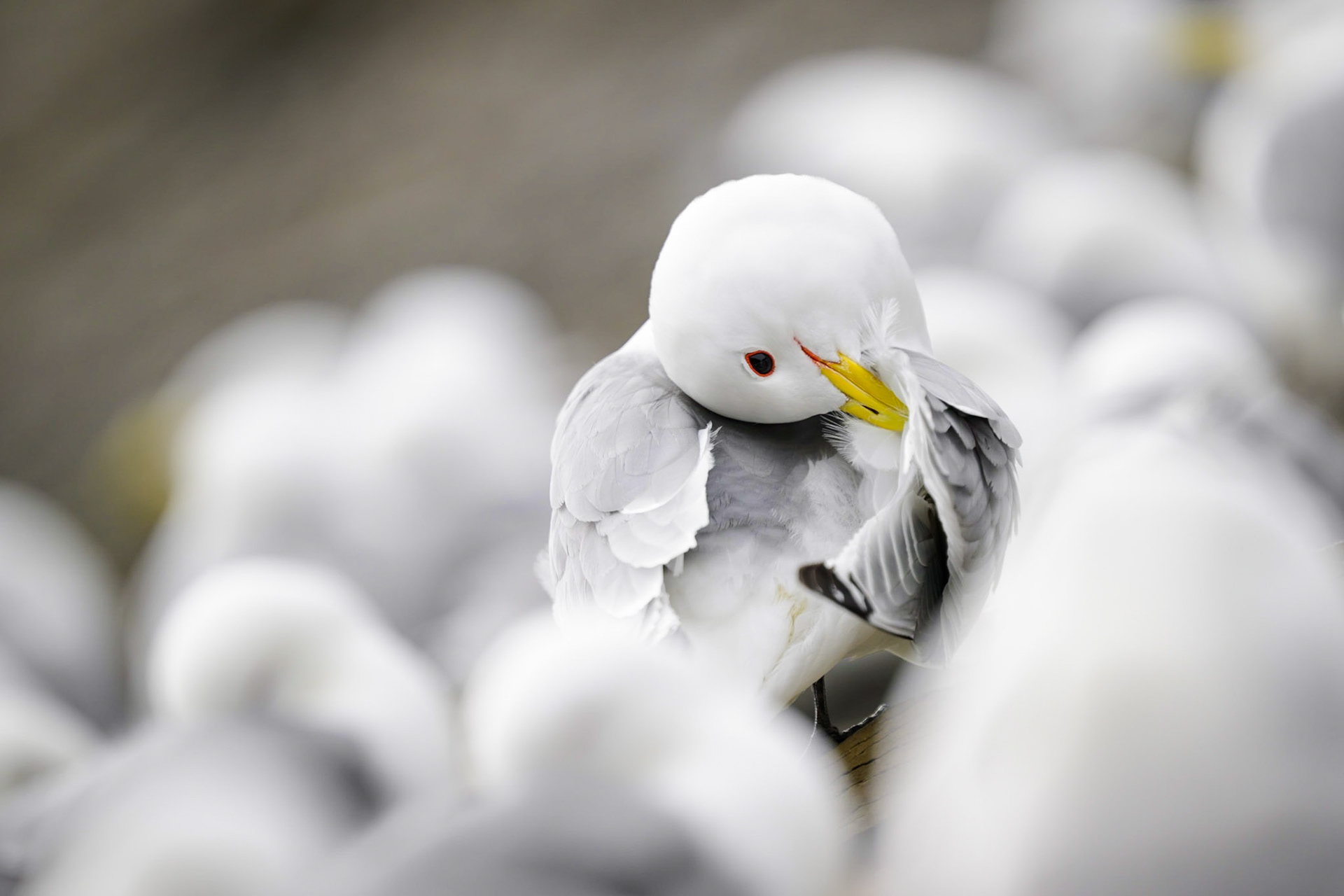 Kittiwake