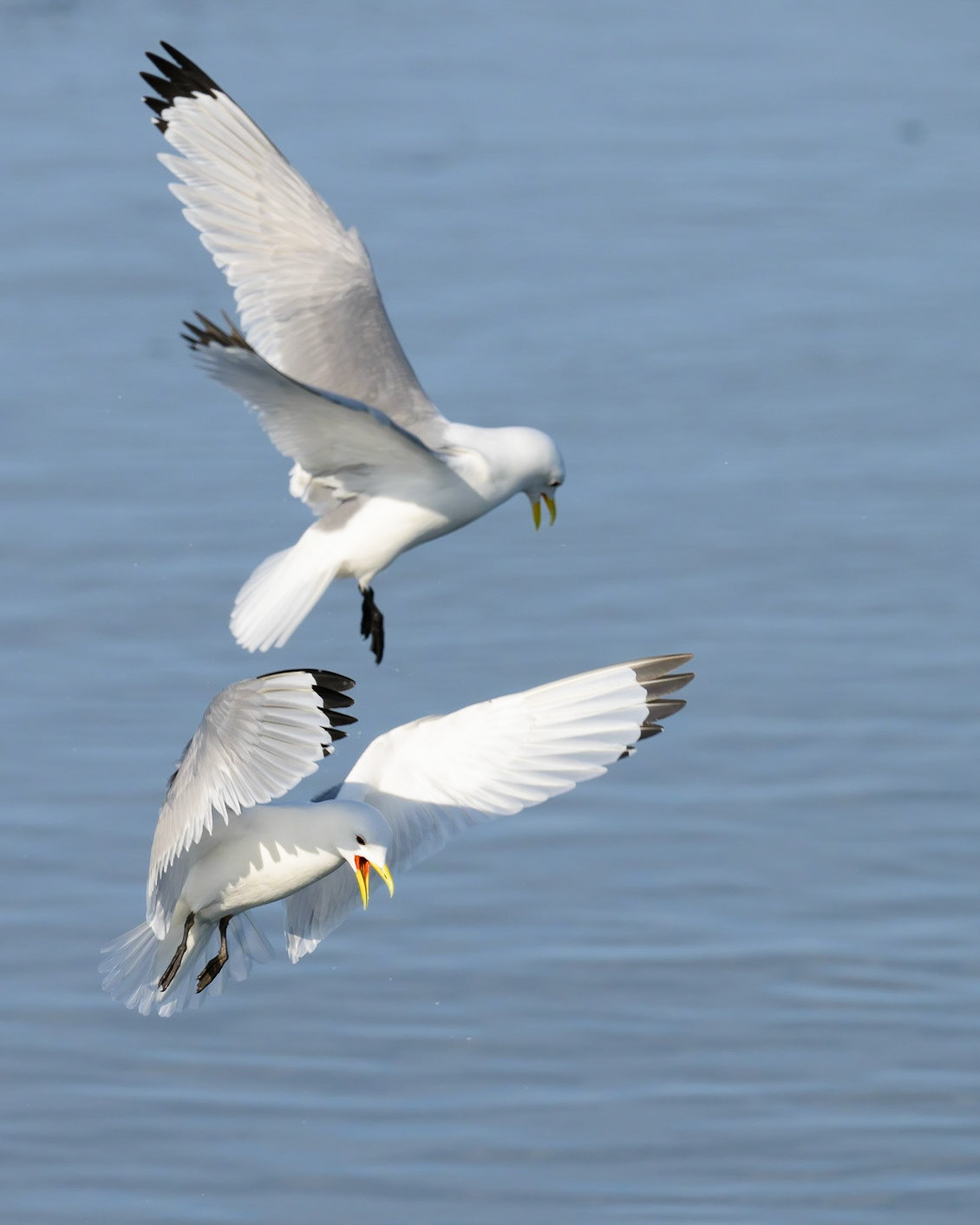 Kittiwakes