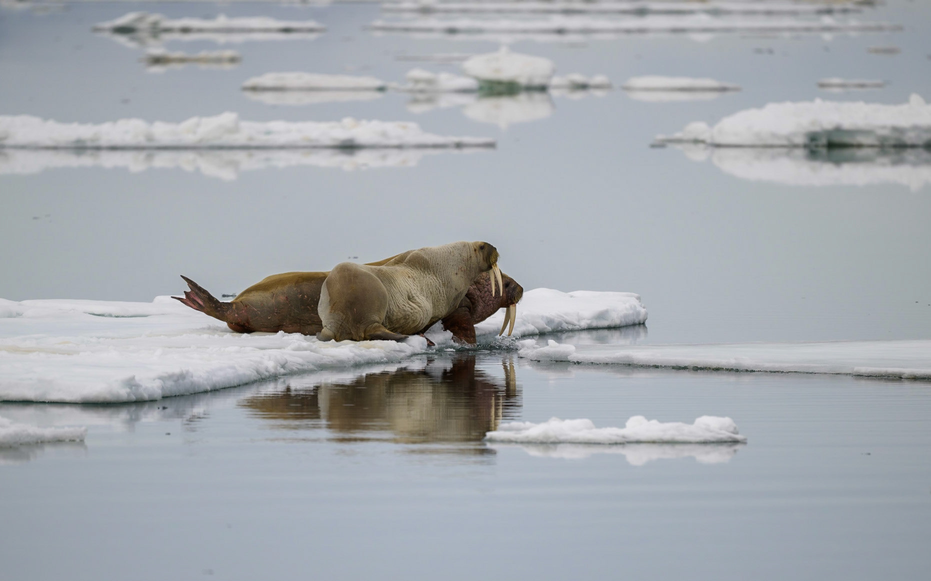 Walruses