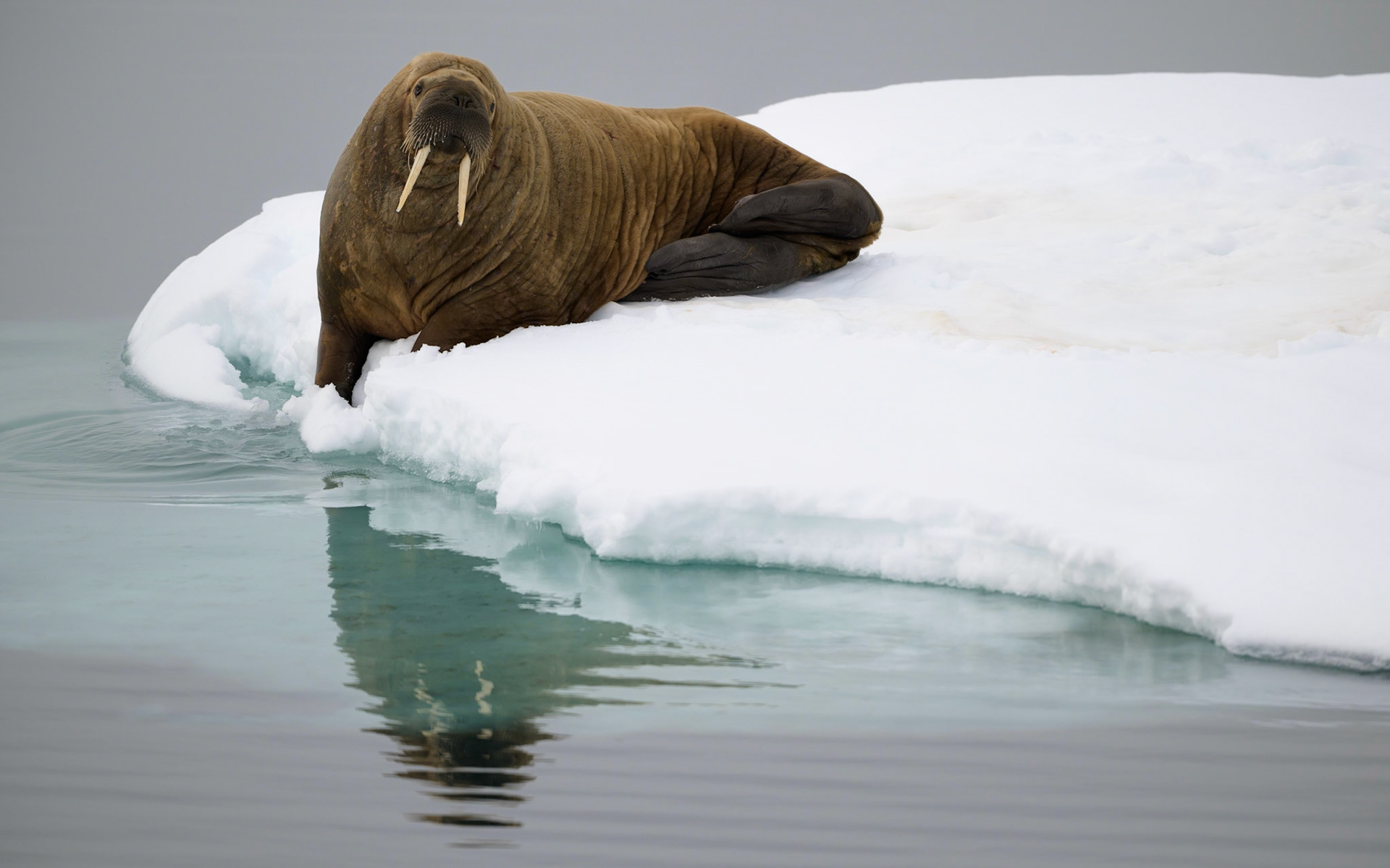 Walrus