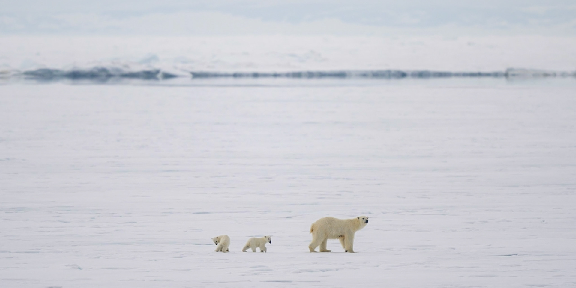 Polar Bear with cubs