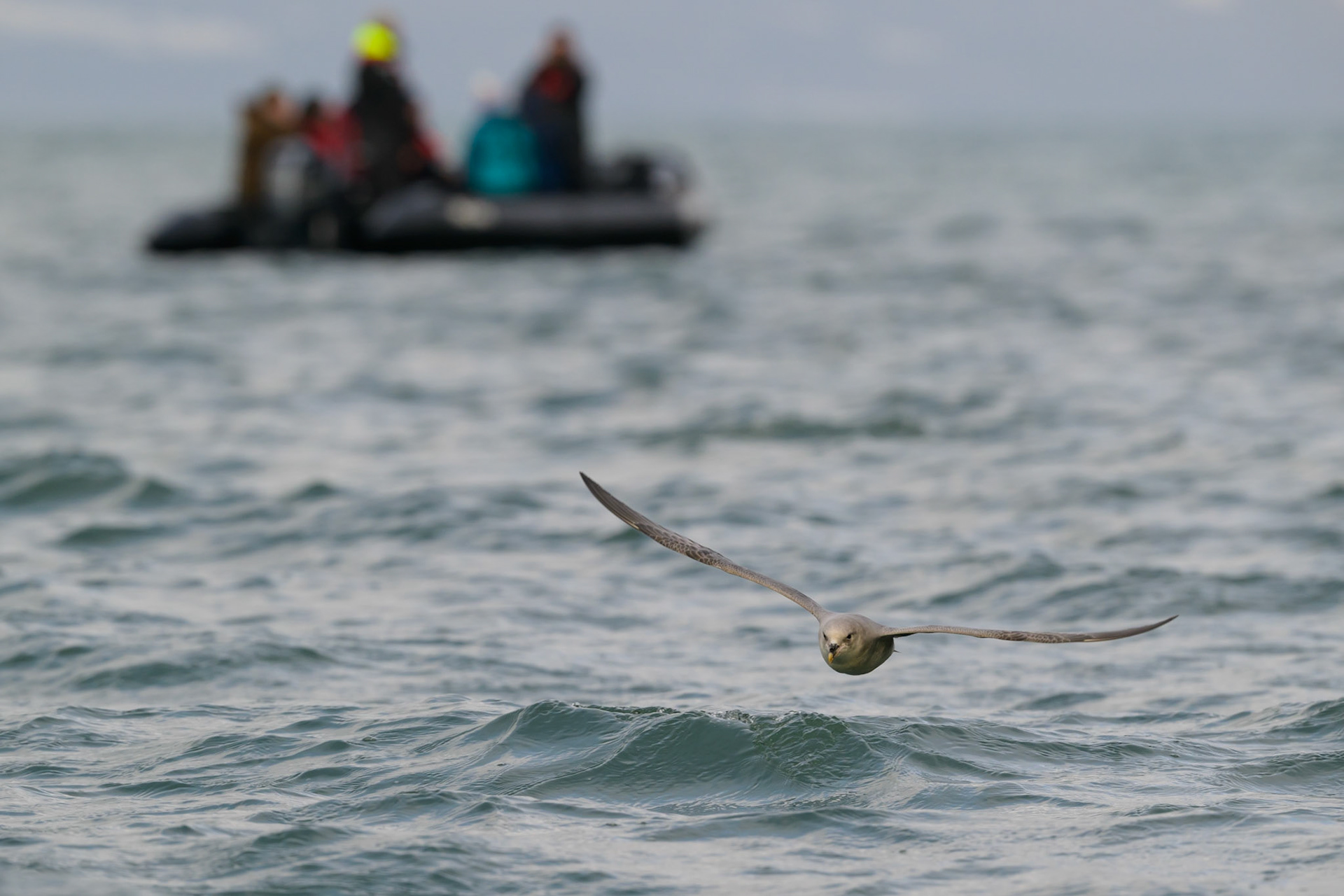 Northern Fulmar